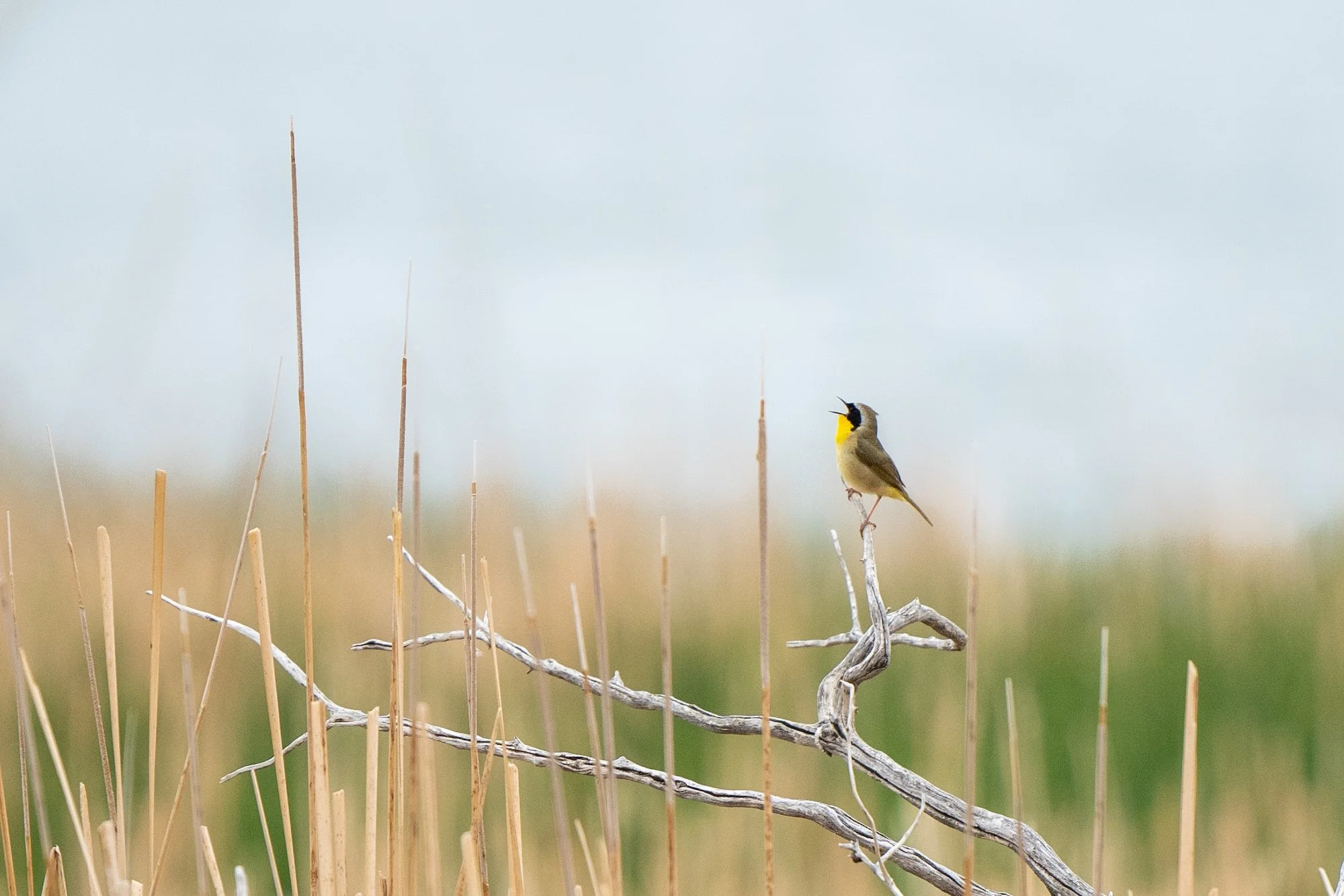 common-yellow-throat-birdphotographeroftheyear copy.jpeg