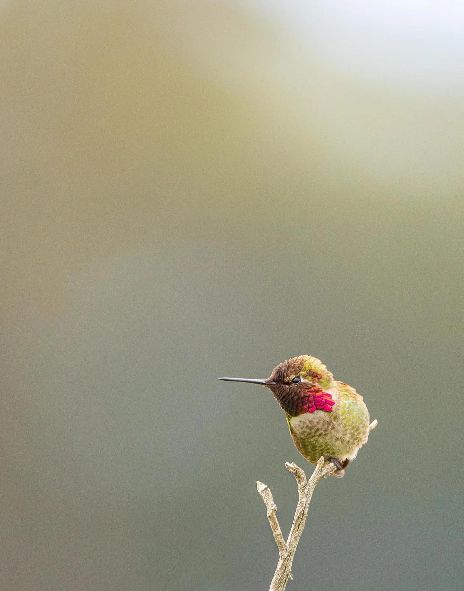 Optimized+for+Website+Vertical+Birds+AHB+V3.webp