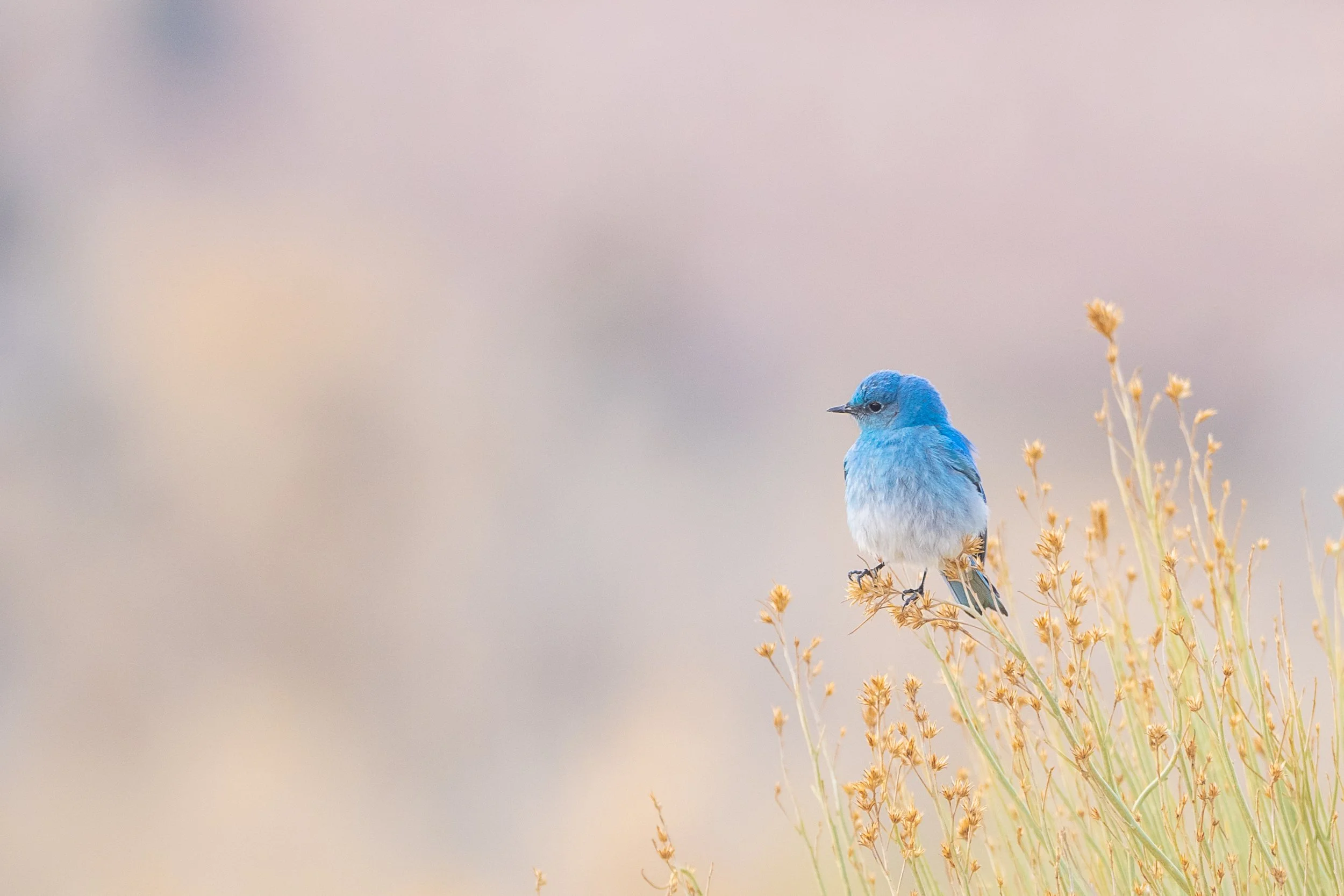BlueBird1-2.jpg