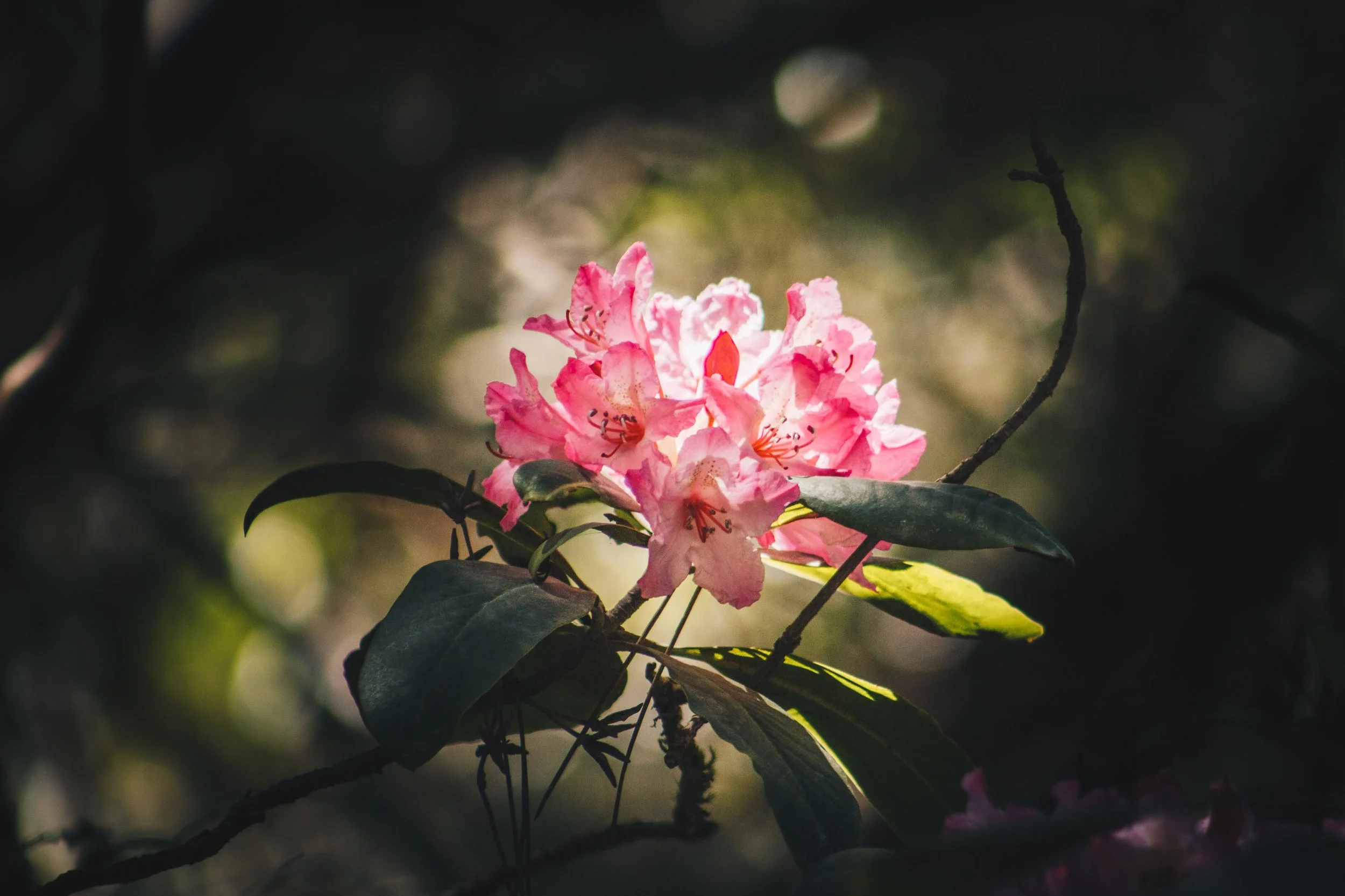 photo_nature-flowers_6.jpg