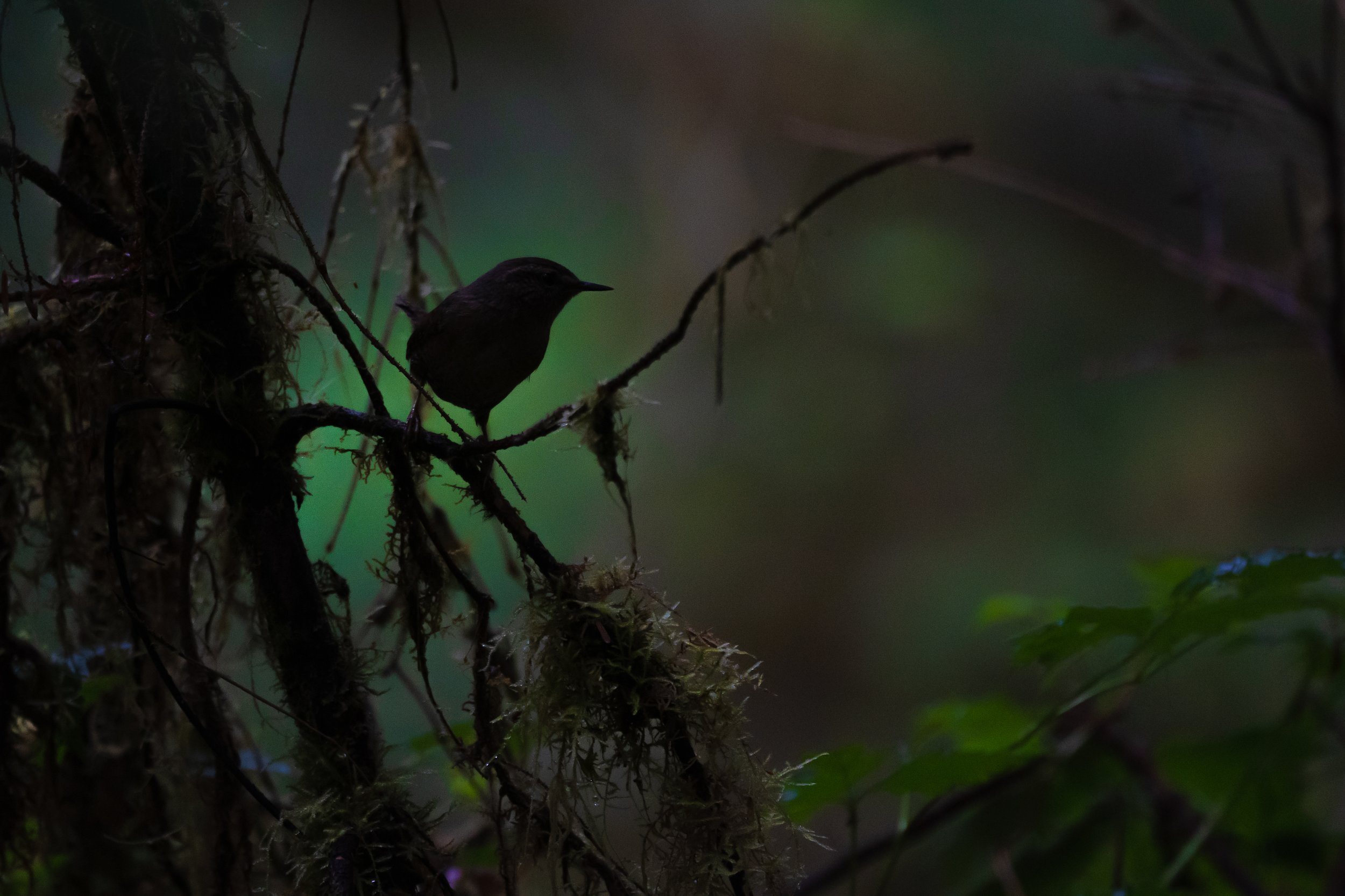 pacificwren.jpg