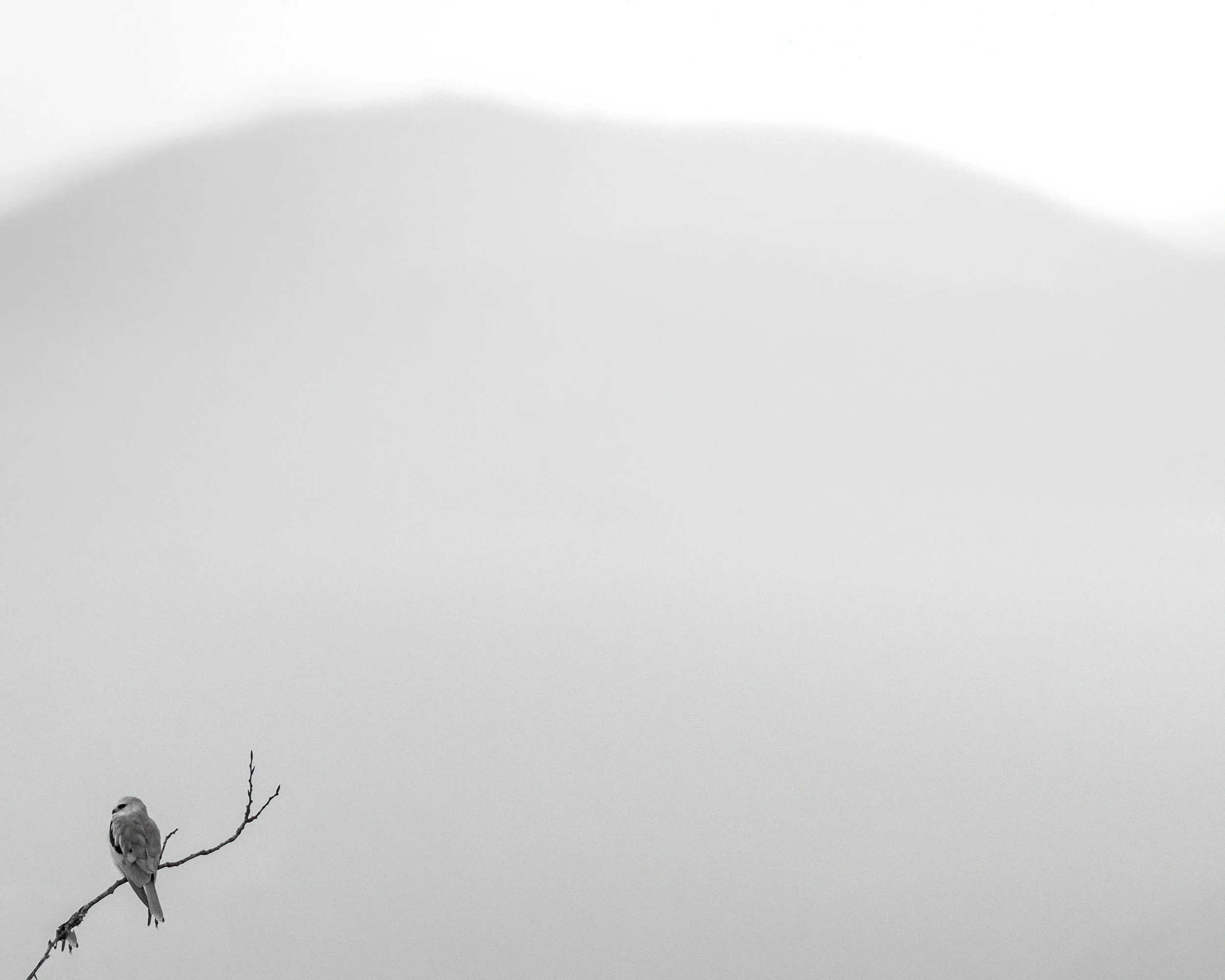 white-tailed kite hill.jpg