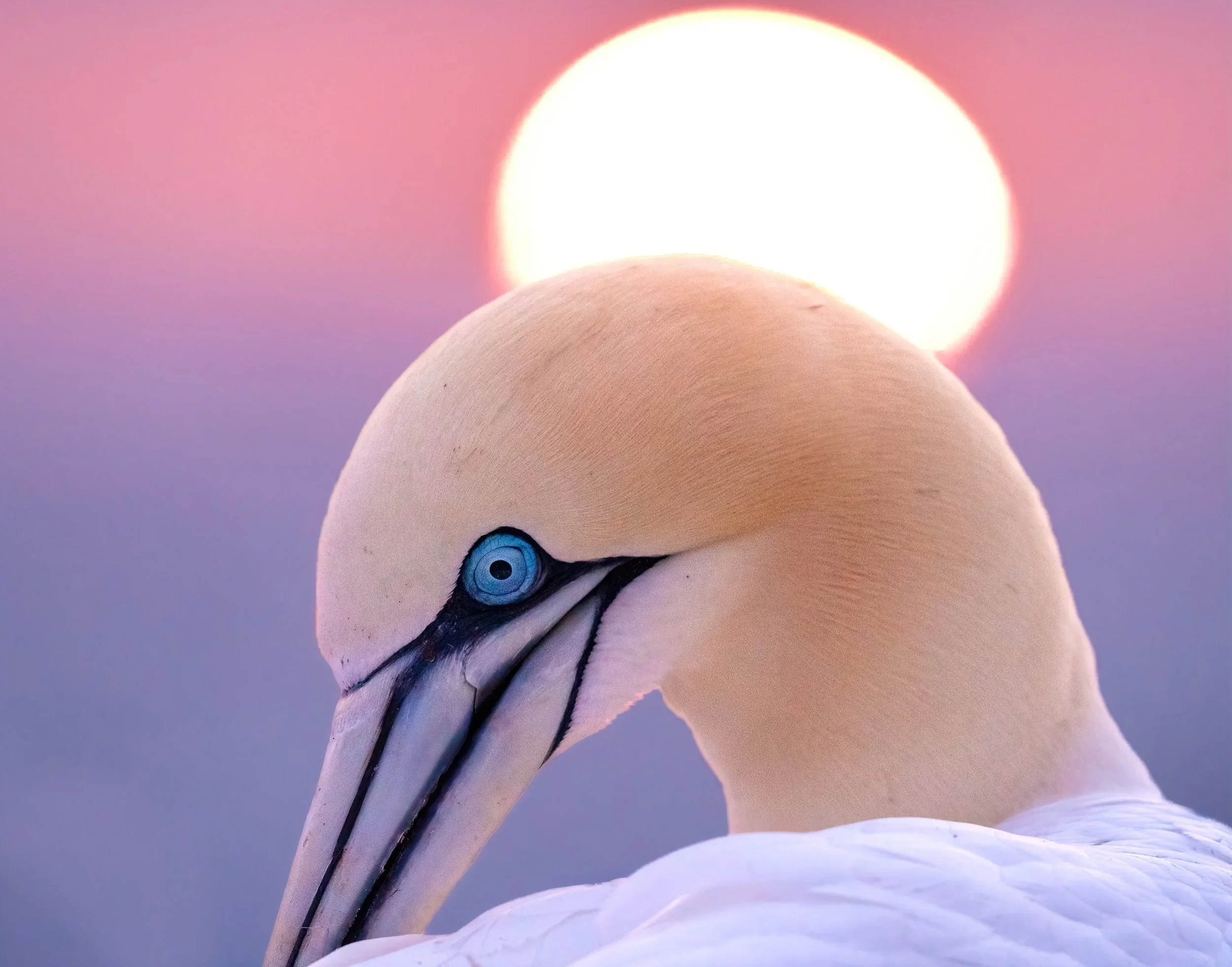 11x14+Gannet+Margins-Sharpened+copy.webp