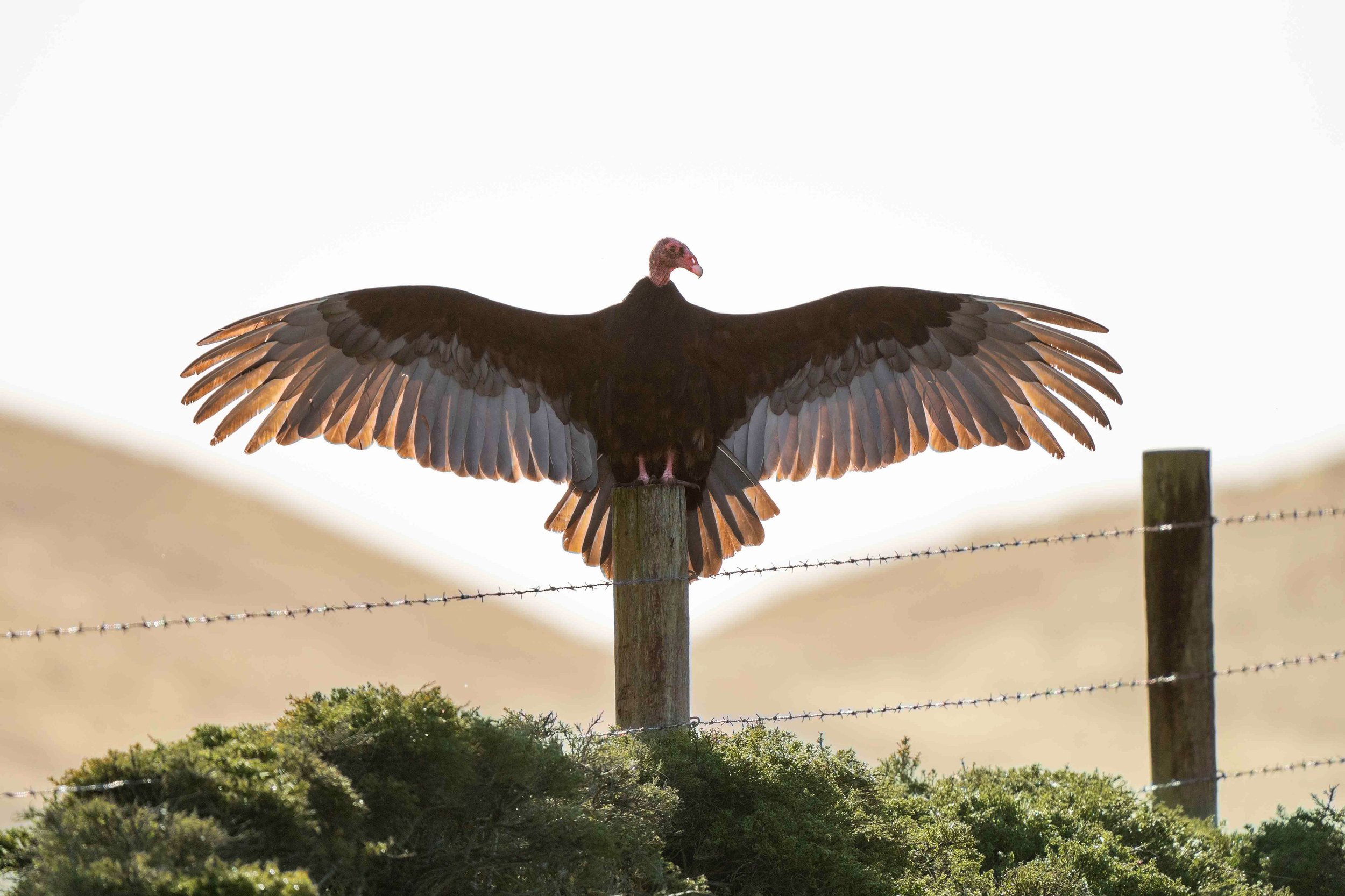 Turkey Vulture.JPG