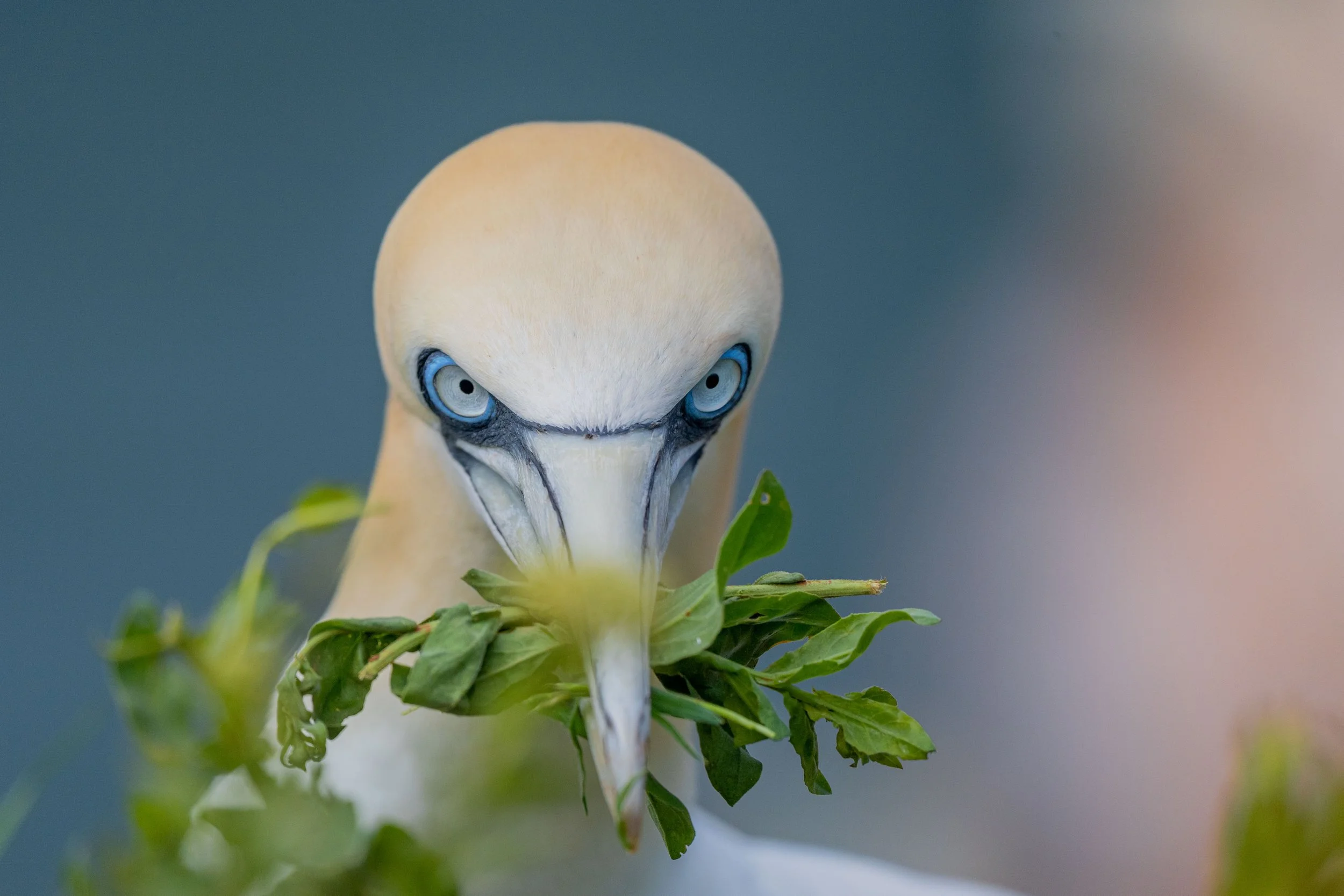 Gannet Gram.jpg