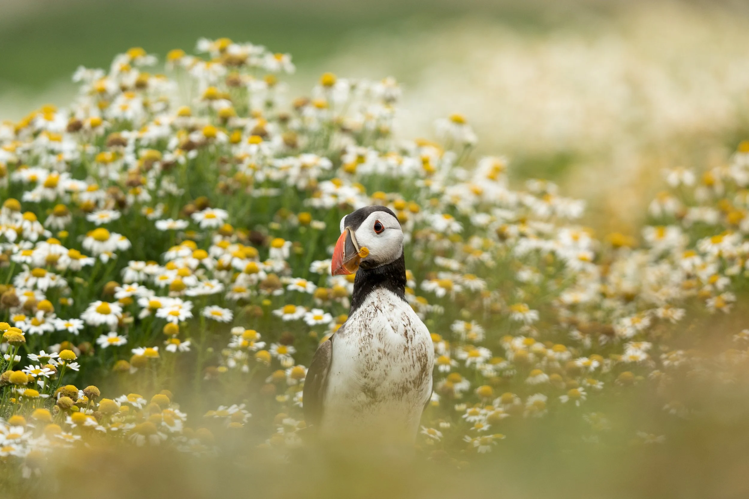 Daisy Puffin.jpg