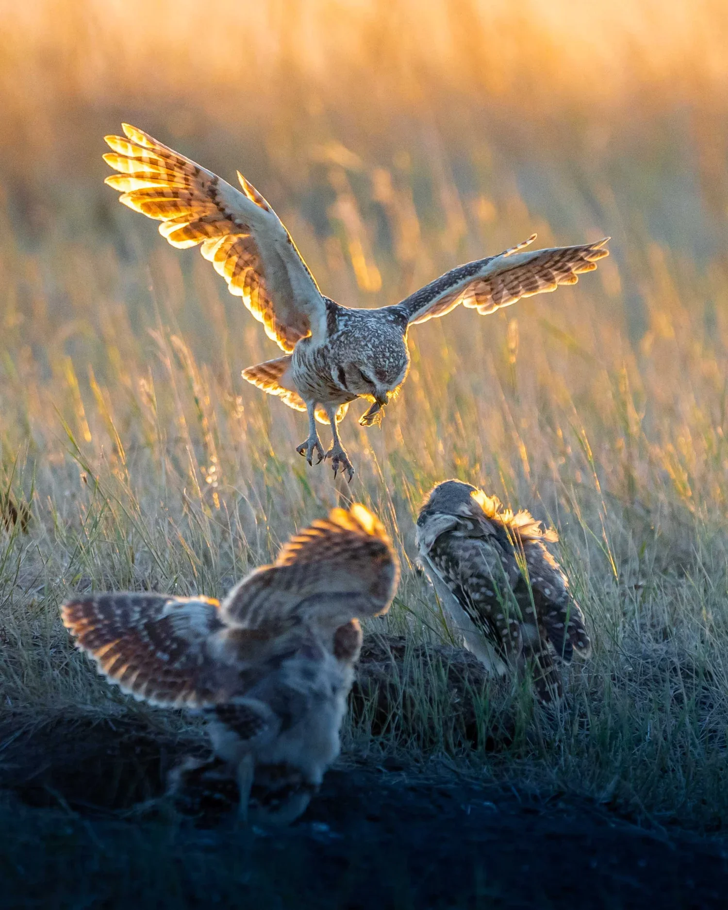 Vertical+Birds+Website+Optimized+Size-5.webp