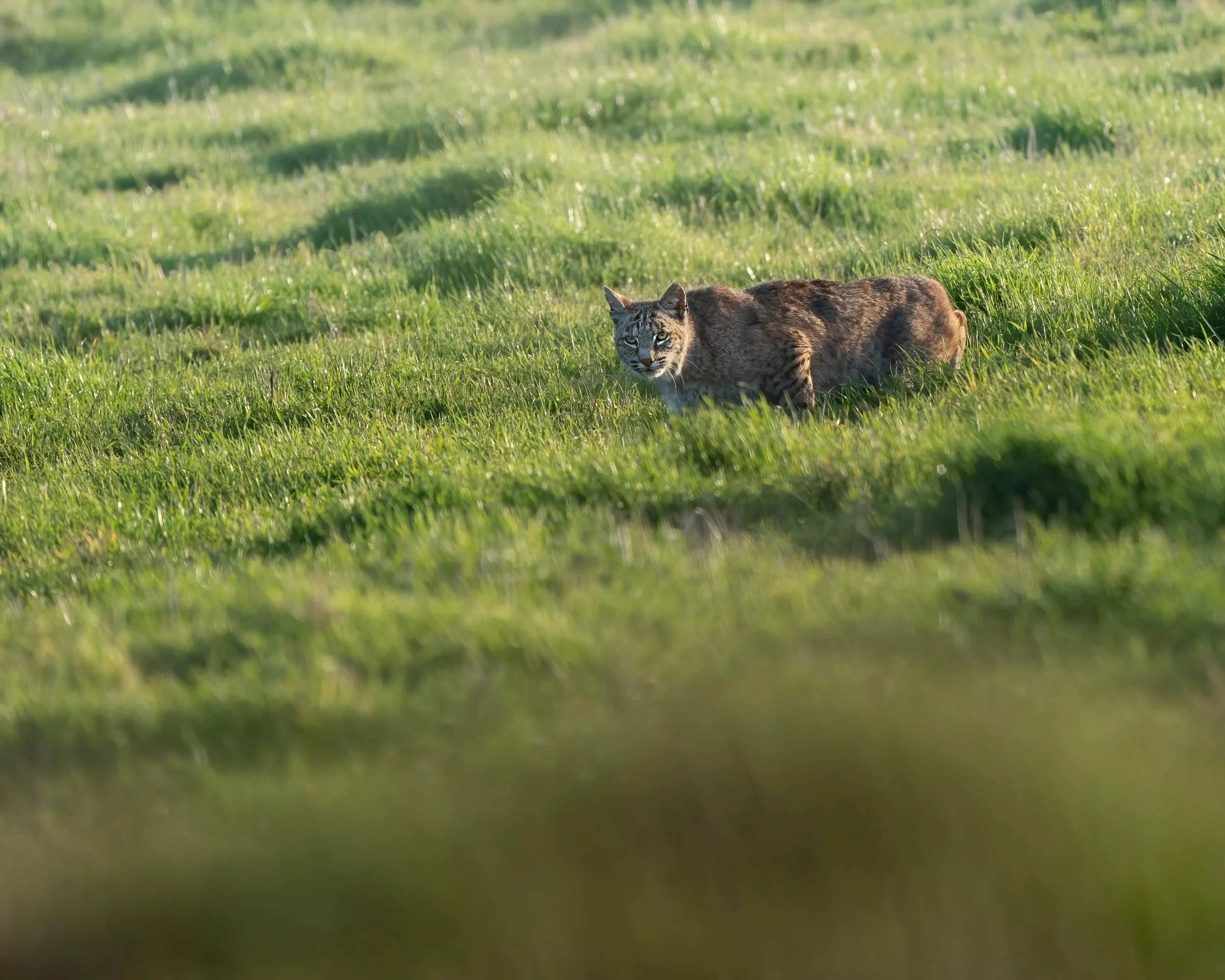 bobcat-3.jpg
