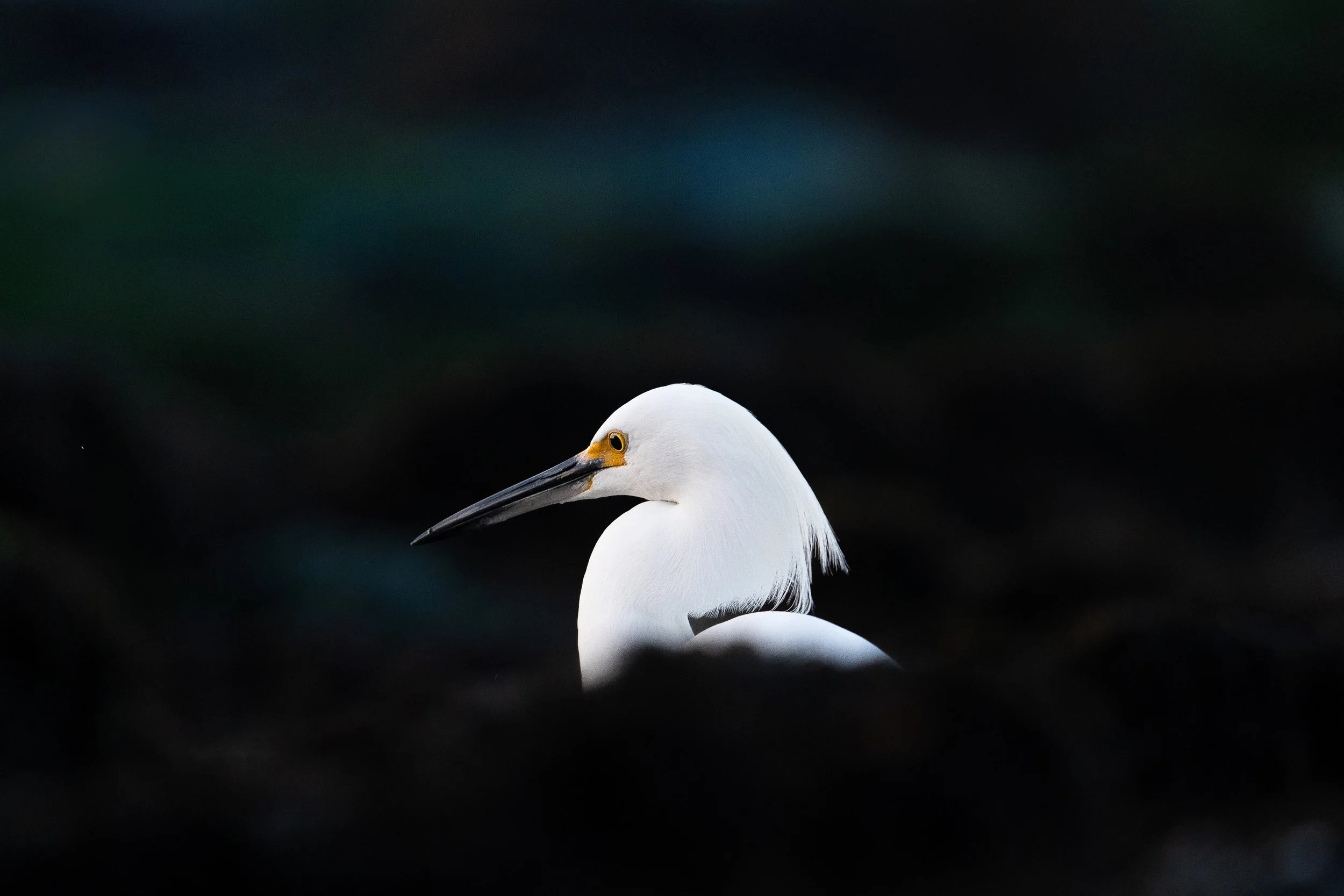 snowy_egret-3 copy.jpg