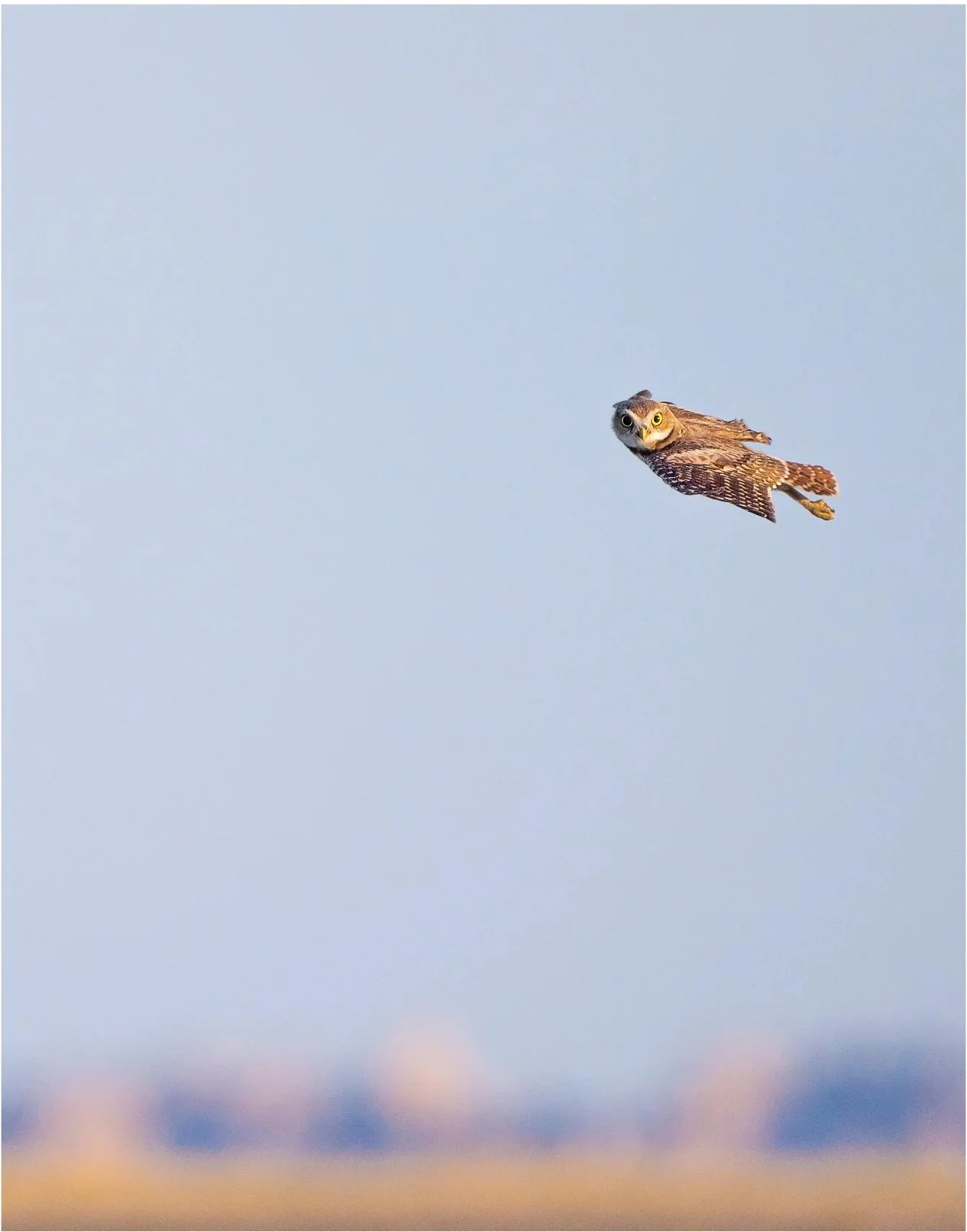 BurrowingOwl_Torpedo_Print_2+copy copy.jpg