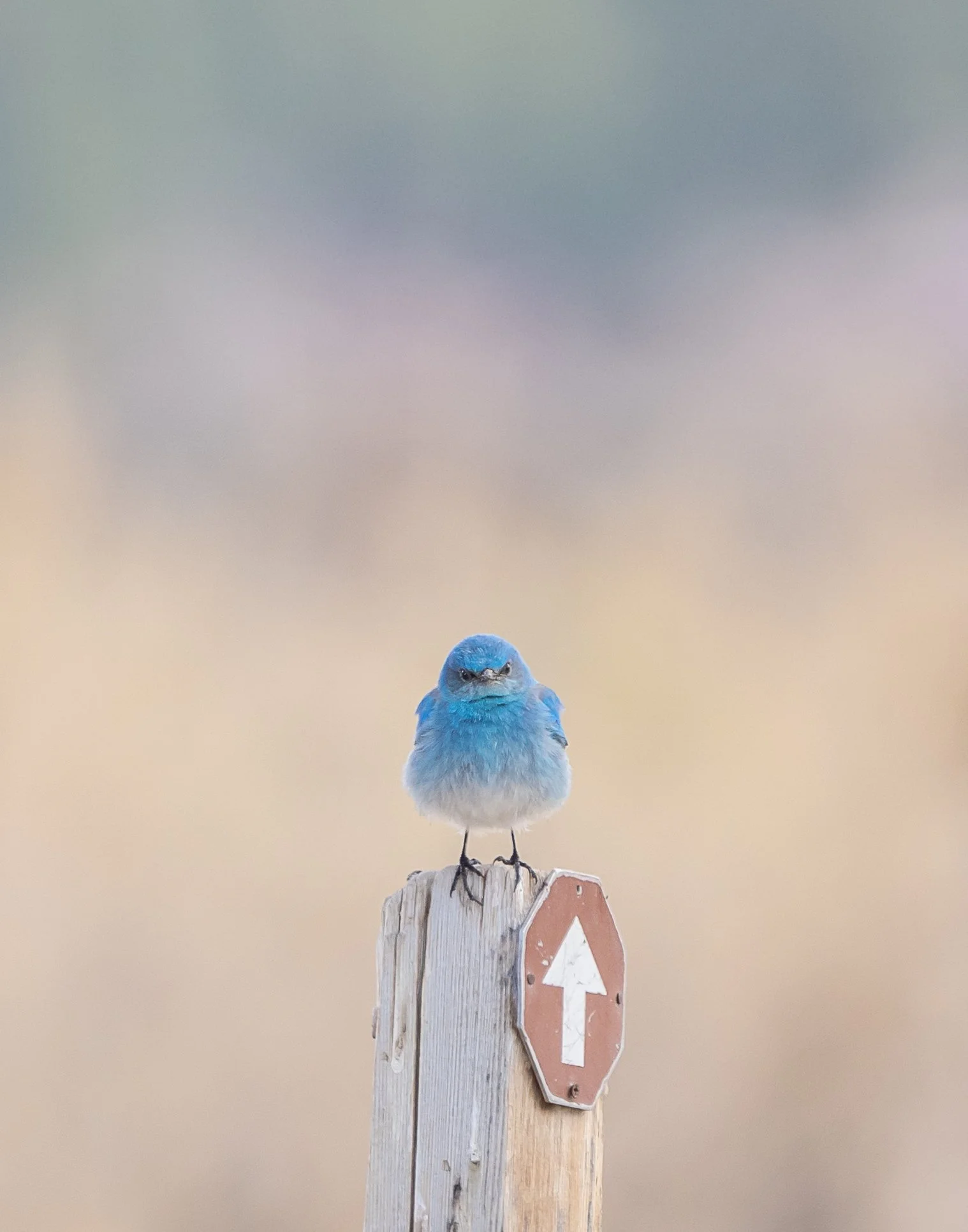 11x14 Vertical Birds MBB V3.jpg