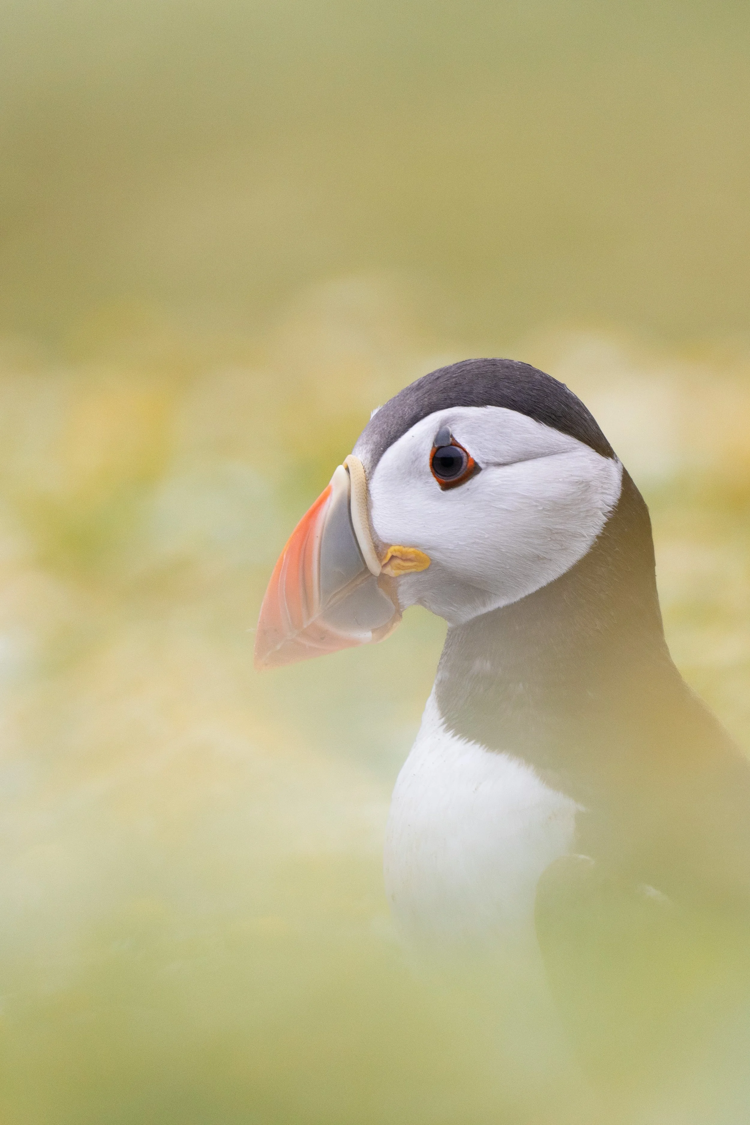 Puffin 1.jpg