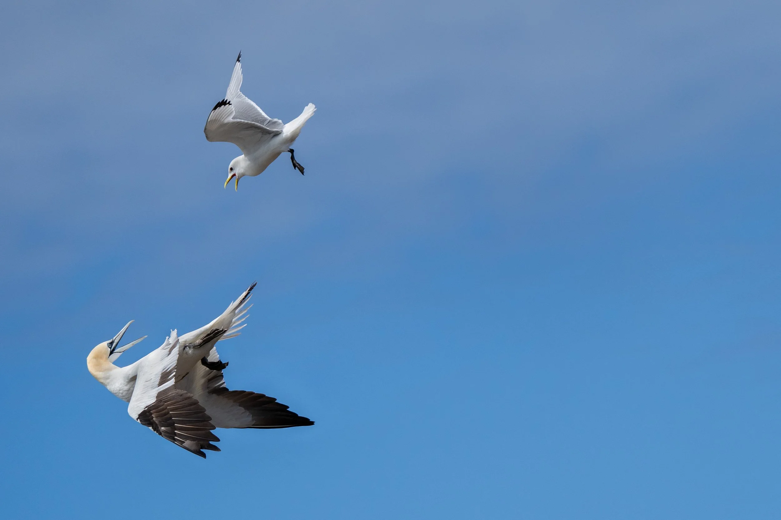 gannet and kittiwake copy.jpg