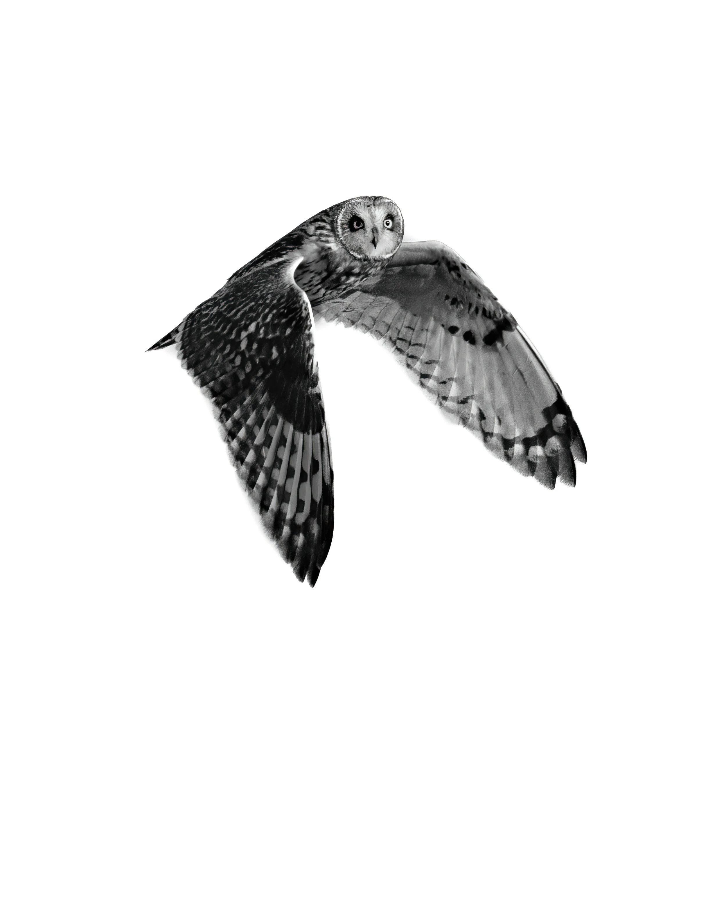 BurrowingOwl_BW_Print_1_UpdatedandDenoised.jpg