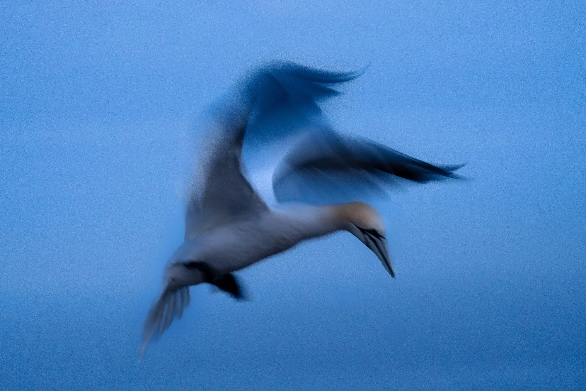 Flying gannet test copy.jpg