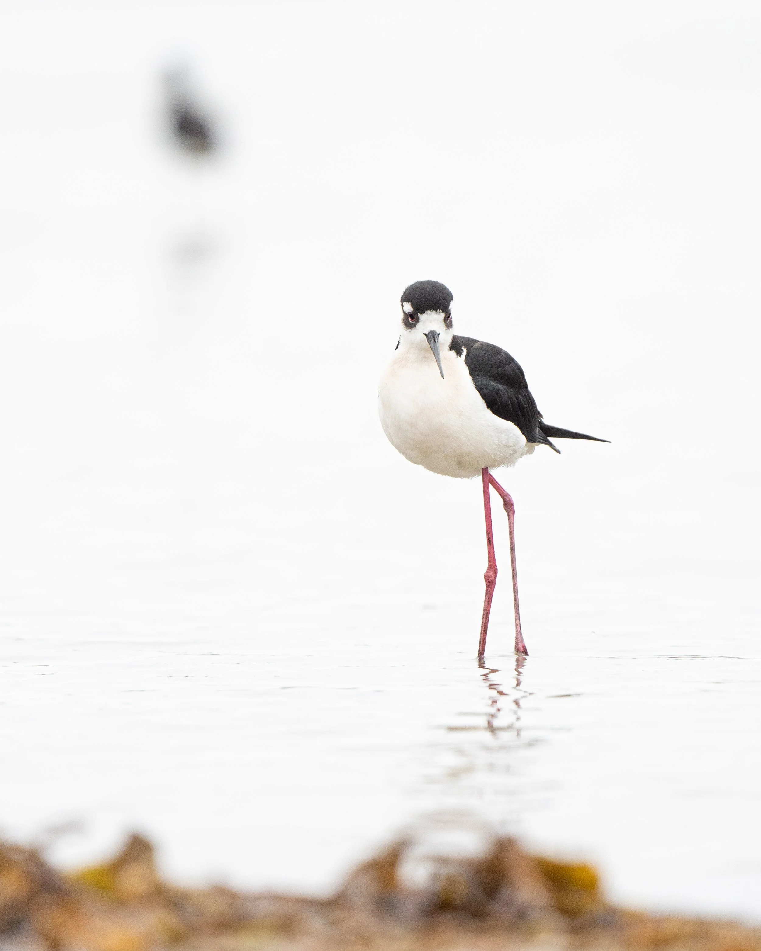 stilts-2.JPG