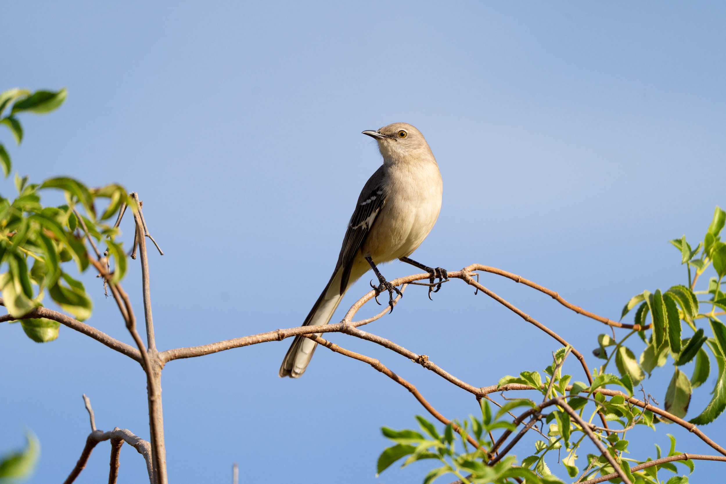 Birds of Winter-3.jpg