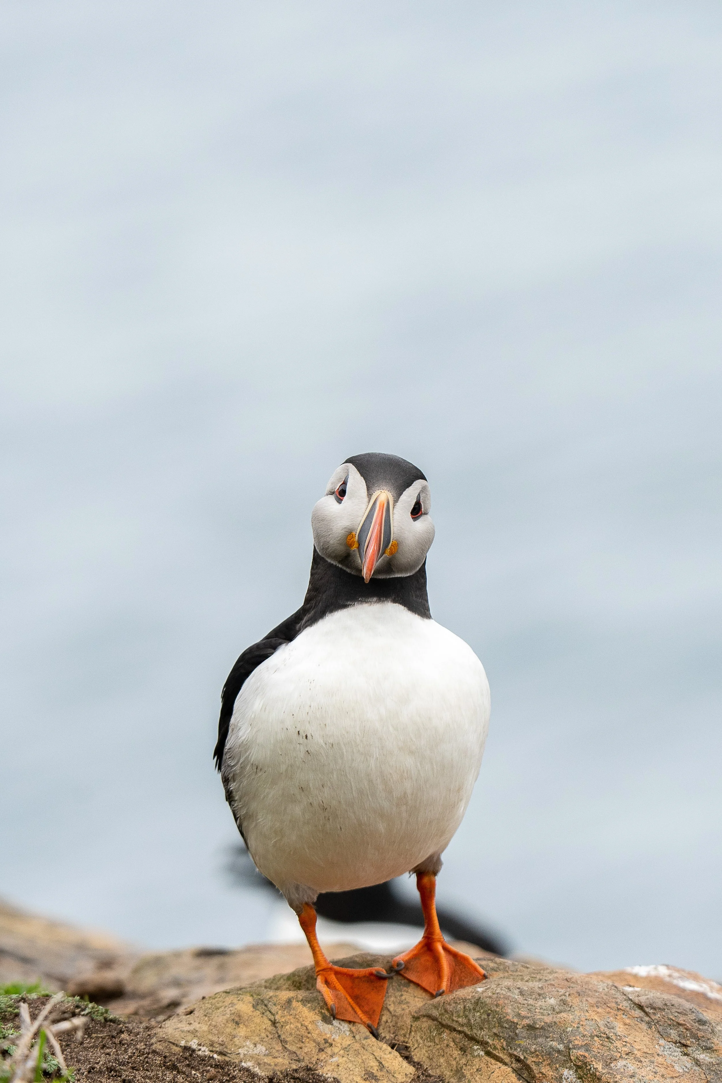 puffin story.jpg