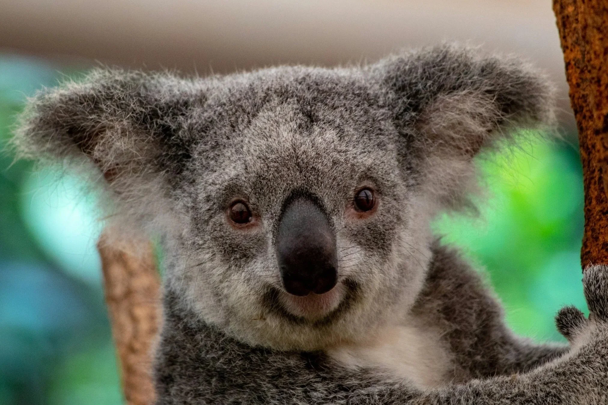Close-up of an Australian koala bear with large, fluffy ears and a black nose, holding onto a branch.