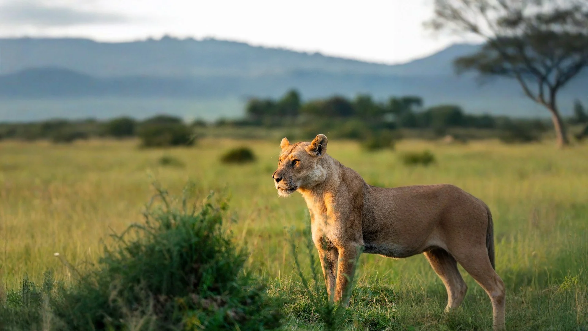 A lioness standing in the grasslands during daylight with mountains and trees in the background.
