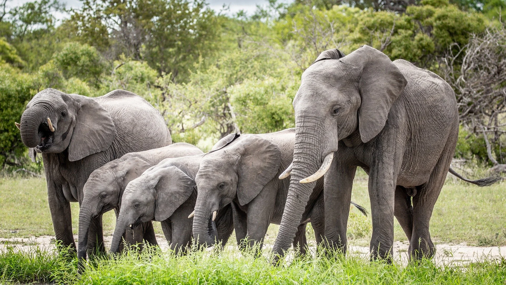 A group of five elephants, including two calves, standing on green grass in a lush, forested area.