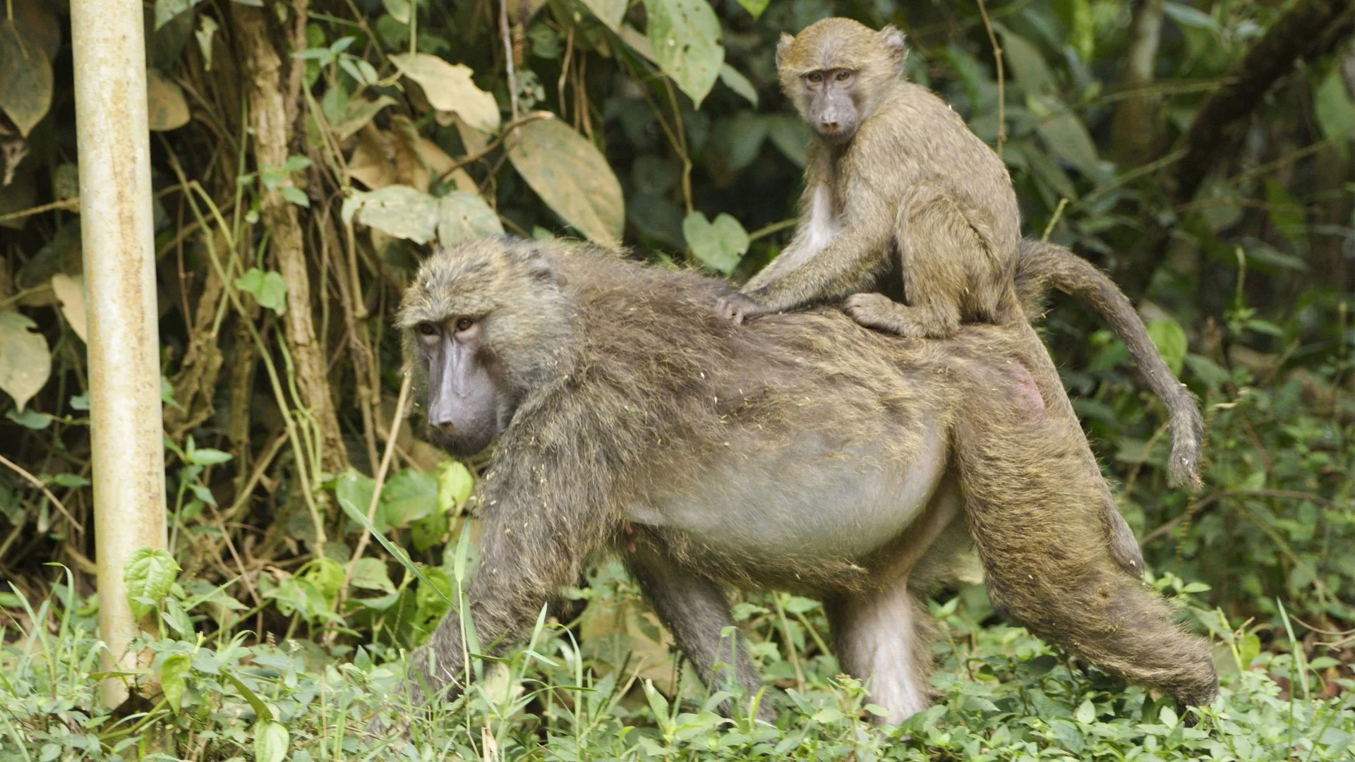 Two baboons, one adult and one juvenile, in a jungle setting, with dense green foliage in the background.