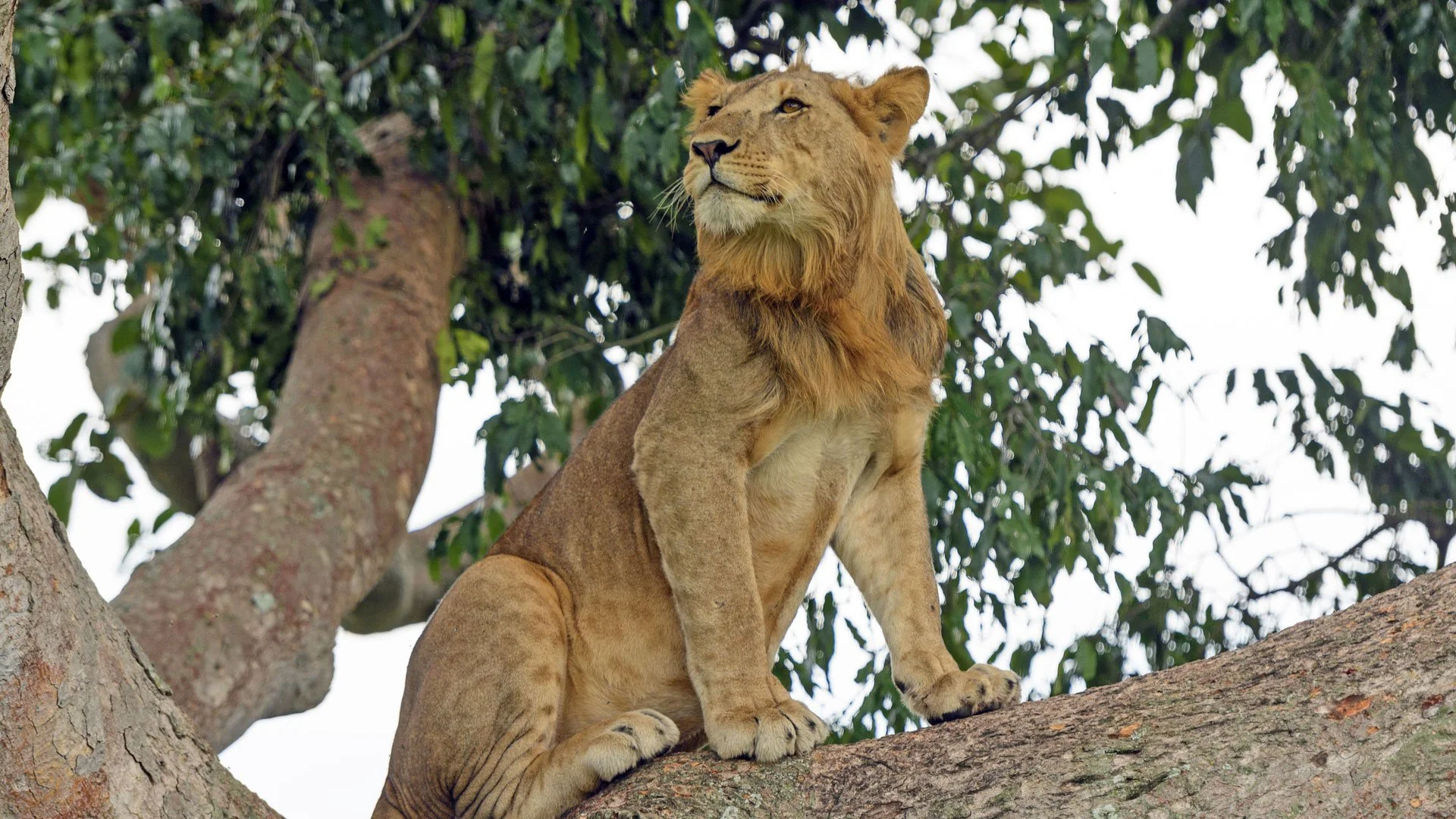 A lioness sitting on a tree branch with green leaves in the background.