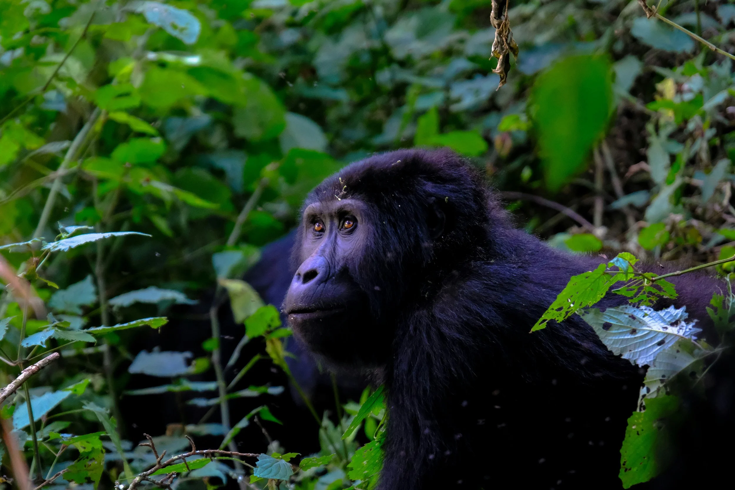 A chimpanzee in a dense jungle surrounded by green leaves and foliage.