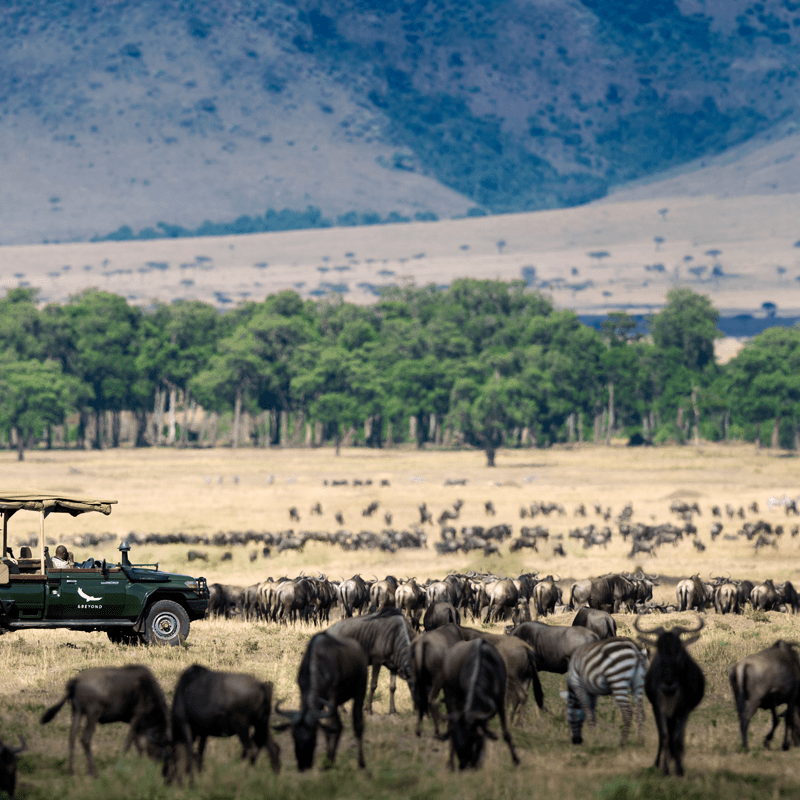 A safari scene with a vehicle and tourists observing wildlife, including zebras and wildebeests, in a grassy field with a background of trees and mountains.