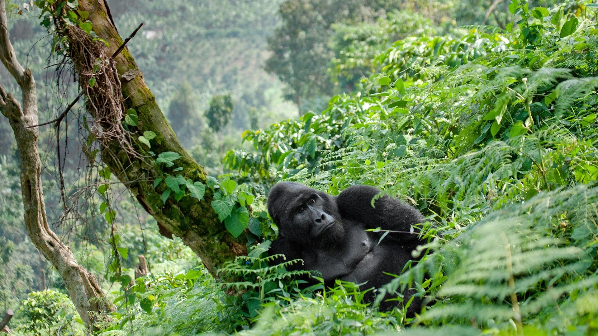A young gorilla rests on the forest floor amid lush green foliage and trees in a jungle setting.
