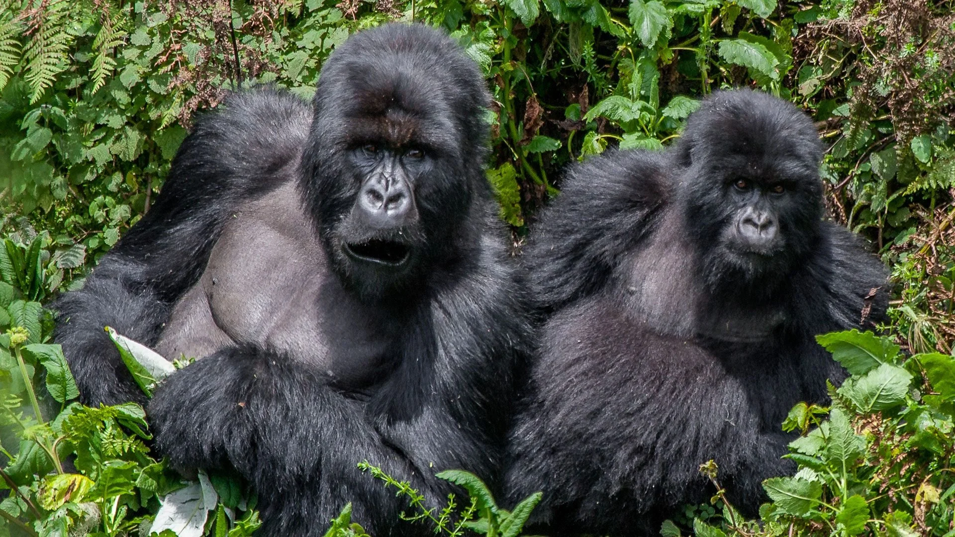 Two adult gorillas sitting among green thick jungle foliage, one with its mouth slightly open and the other looking directly ahead.