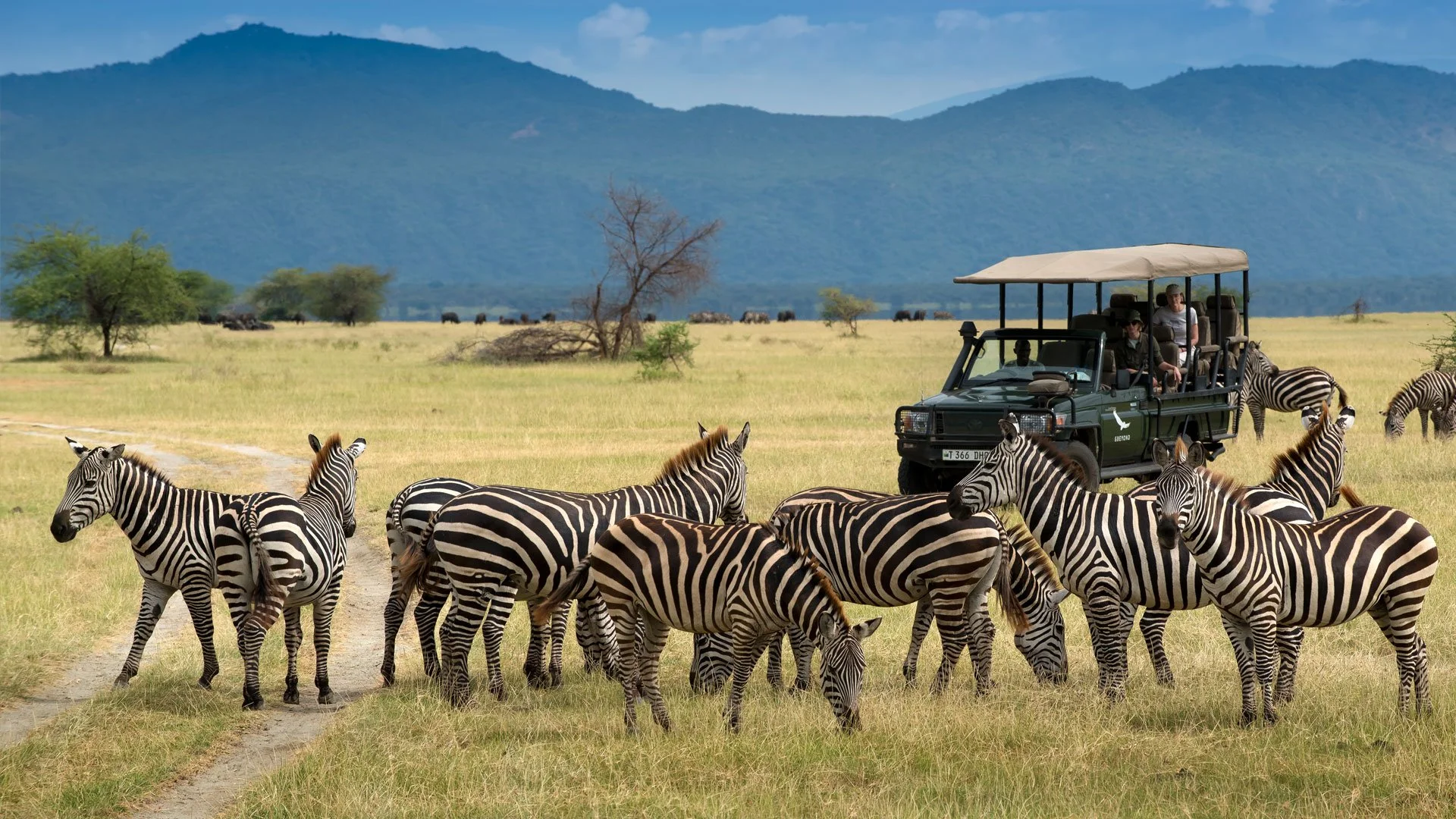 Group of zebras grazing and standing in an open grassland with a safari vehicle nearby, mountains in the background.