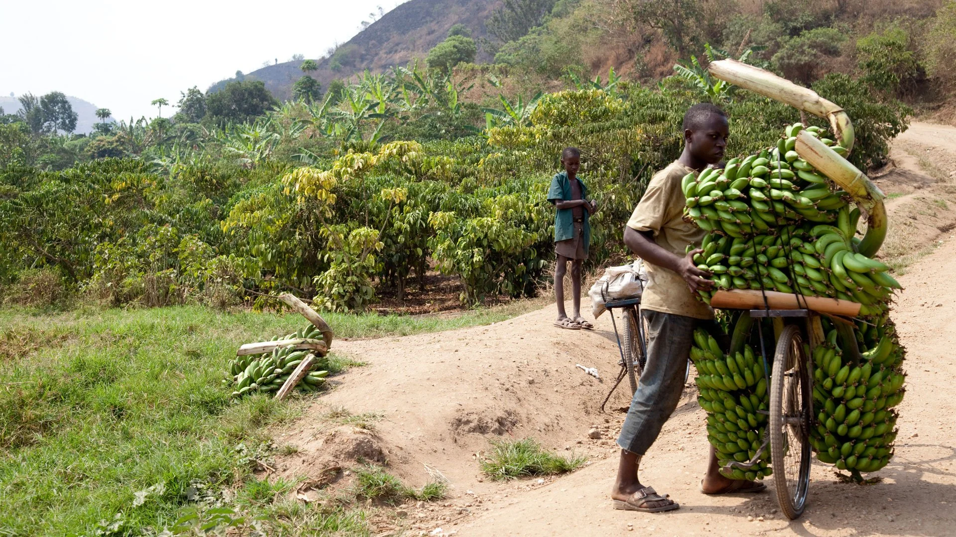 Young man riding a bicycle loaded with a large bunch of green bananas, while a boy stands on the dirt road nearby in a rural landscape with green trees and hills in the background.