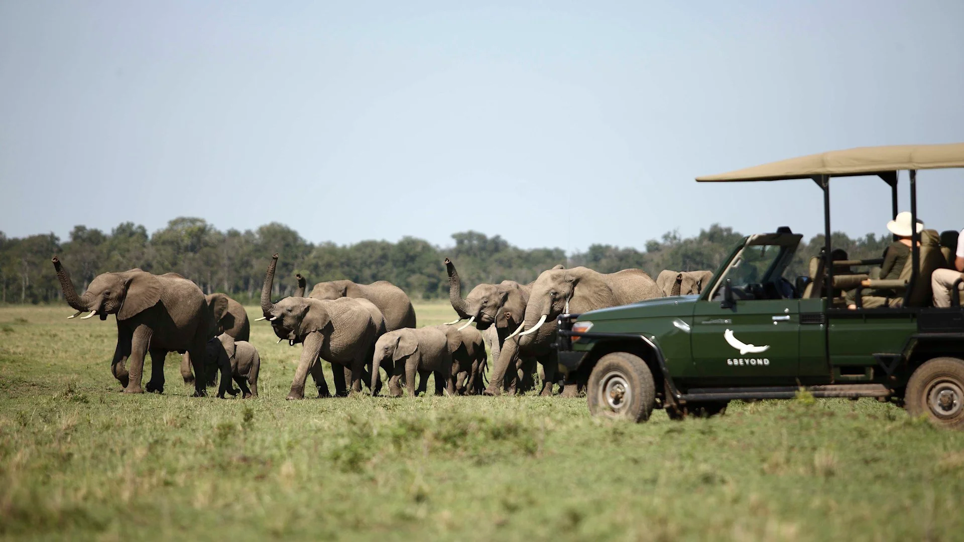 A group of elephants walking across a grassy plain with a safari vehicle nearby.