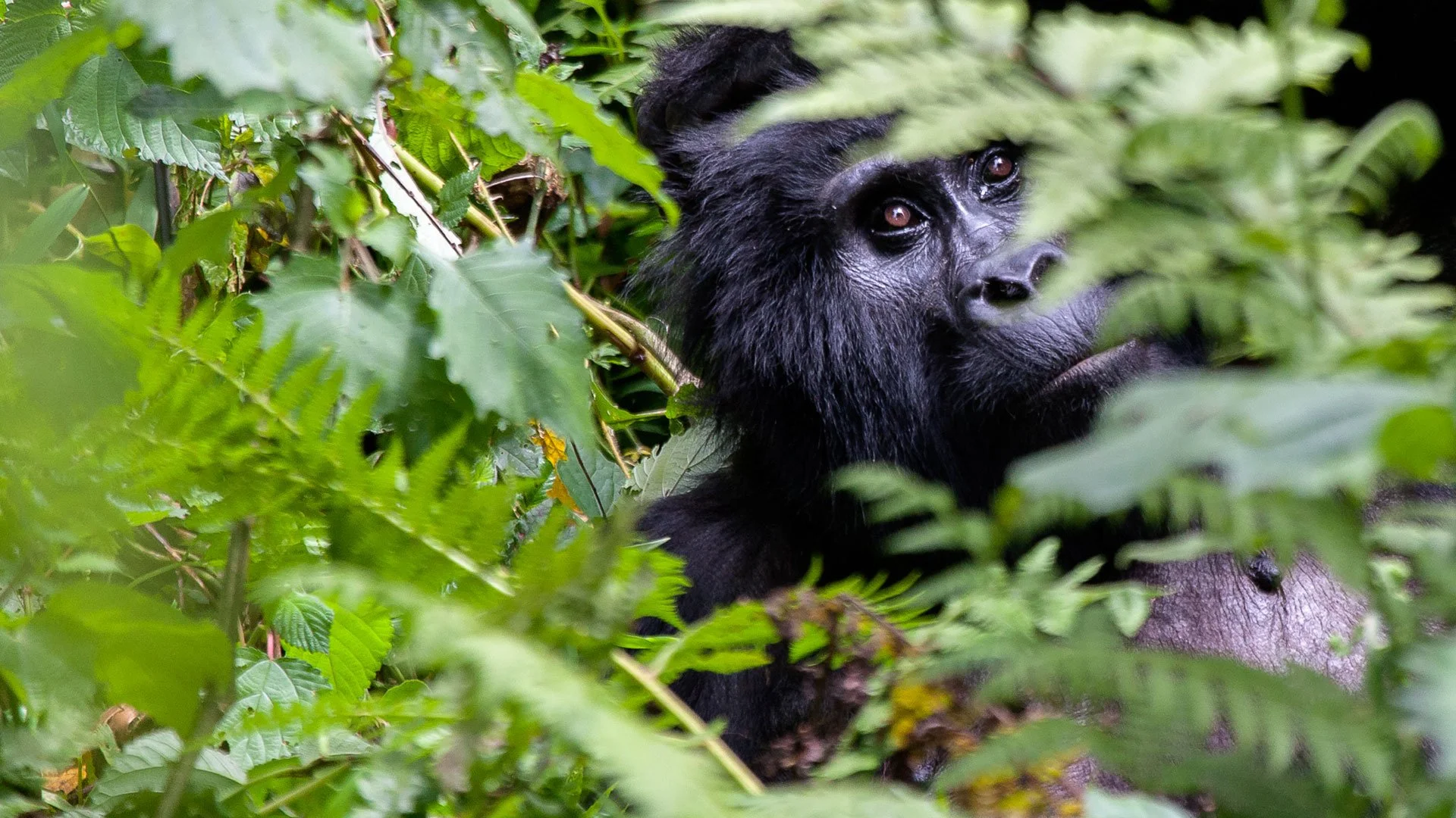 A young gorilla peering through dense green foliage in a jungle.