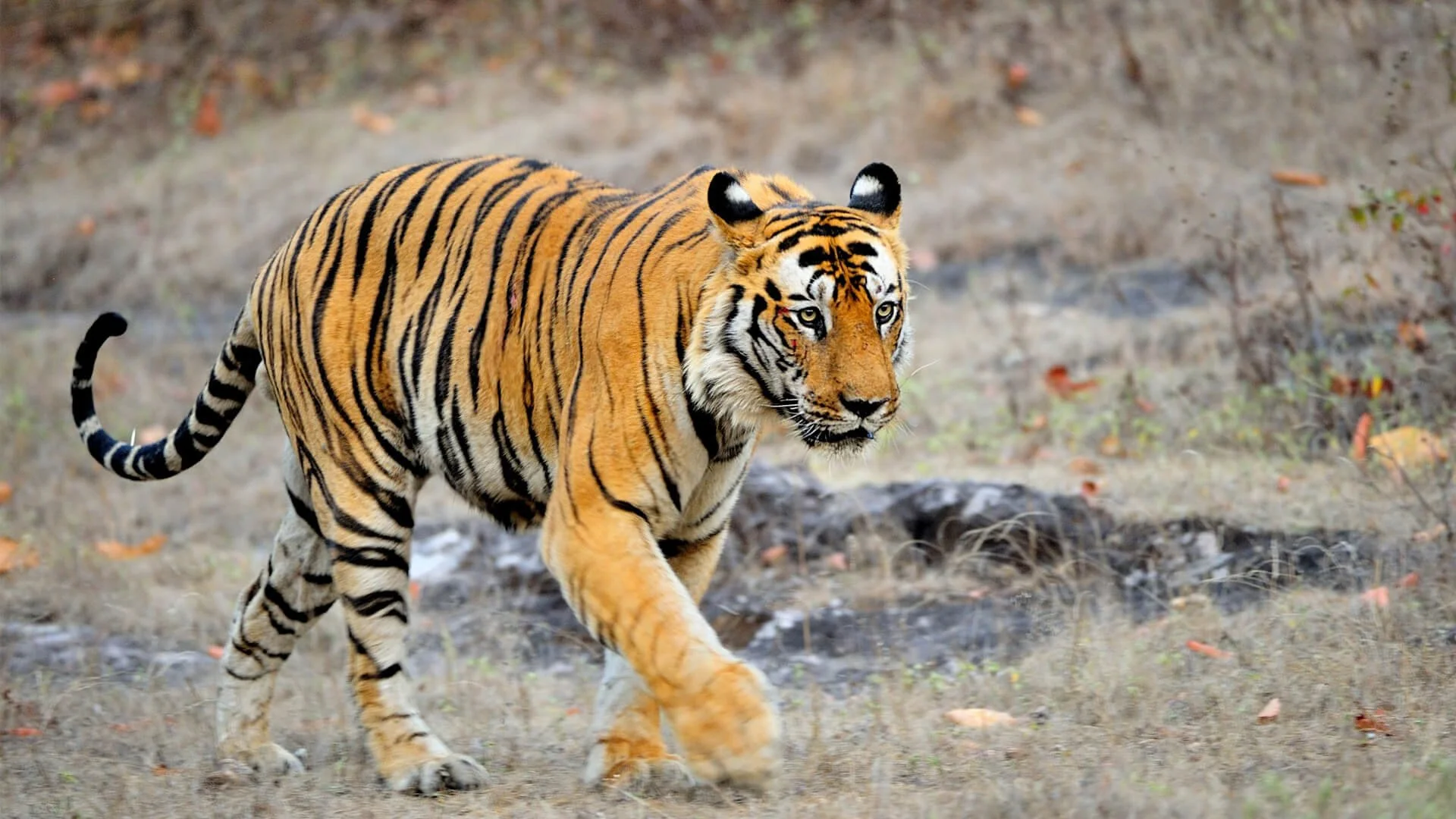 tiger-in-asia.jpg