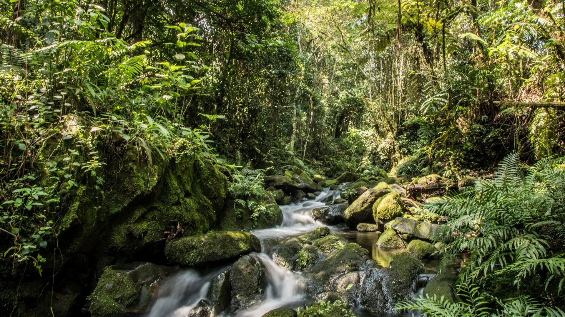 A lush rainforest scene with a small flowing stream surrounded by green foliage and moss-covered rocks.