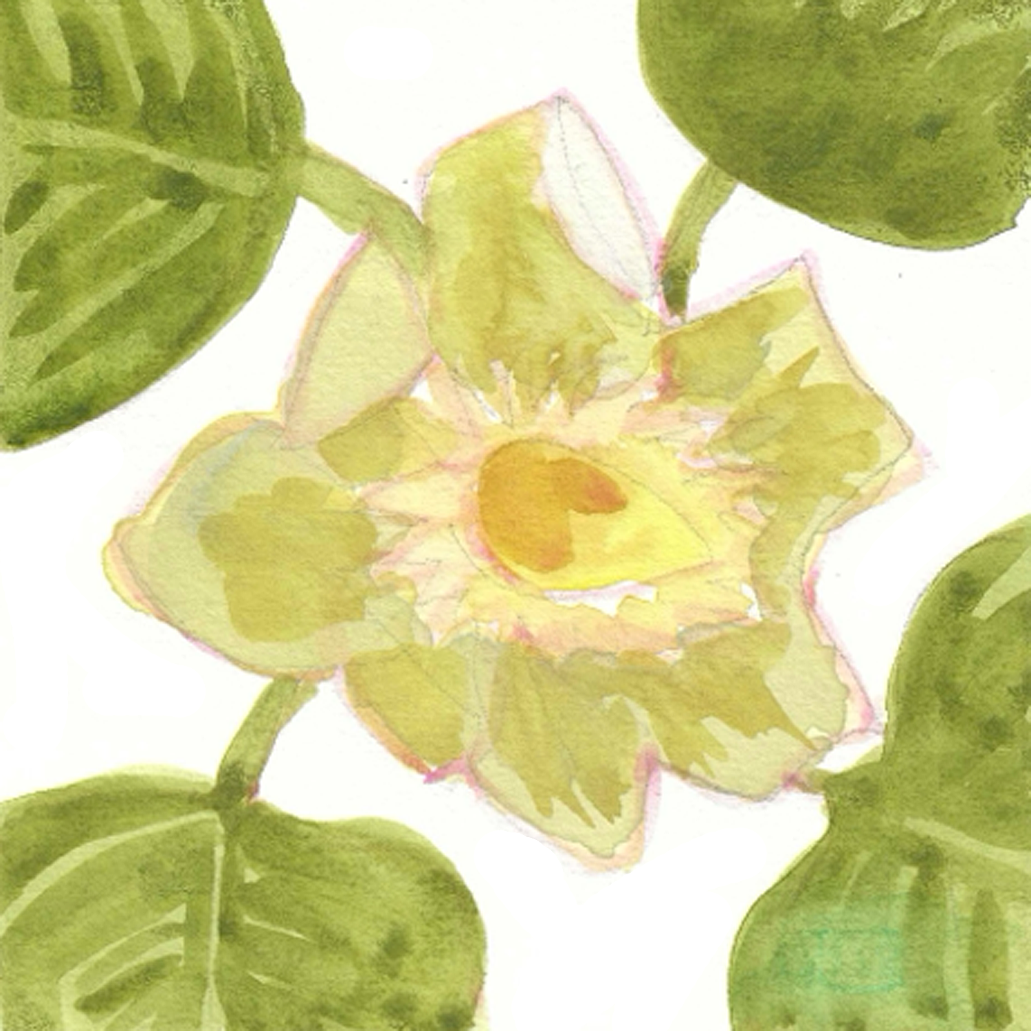 Tulip Poplar Single Bloom, 5 x 5"
