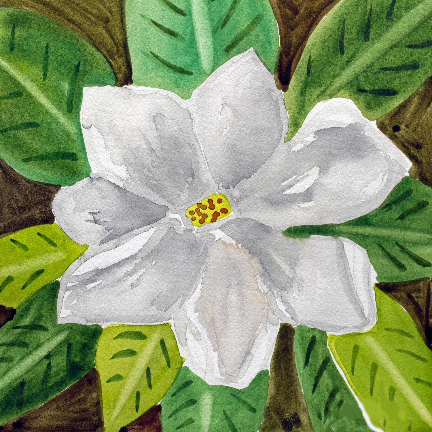 Gardenia. 5 x 5"