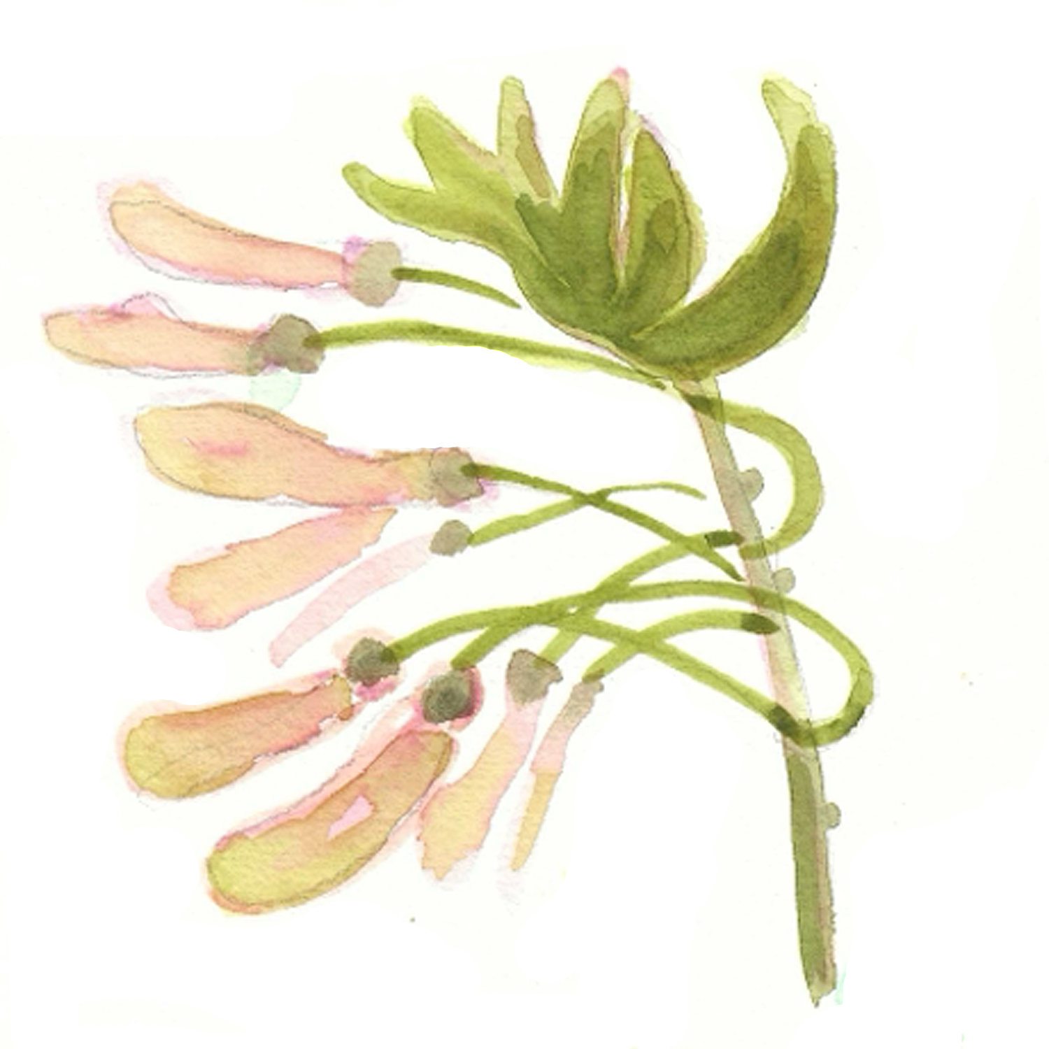 Red Maple Seeds No. 1, 5 x 5"