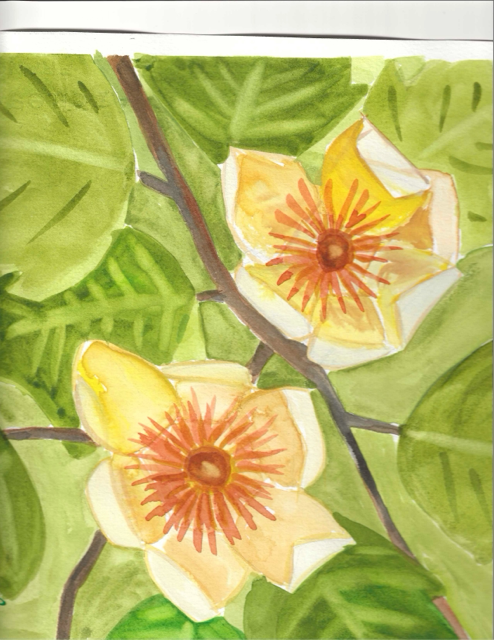 Two Tulip Poplar Blooms, 5 x 5"