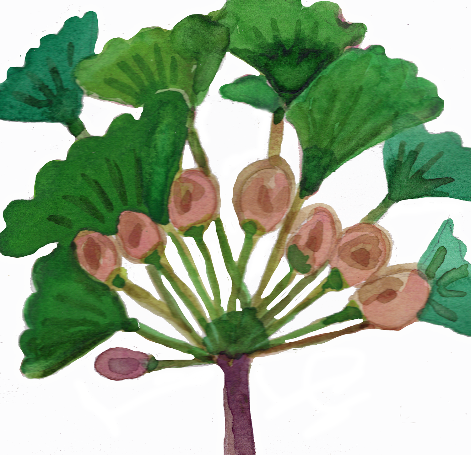 Gingko Seeds, 5 x 5"