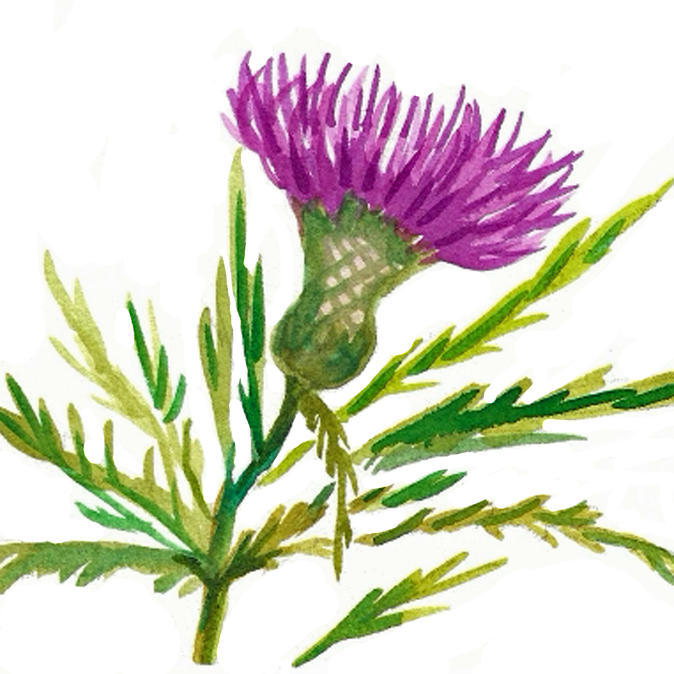 Field Thistle, 5" x 5"