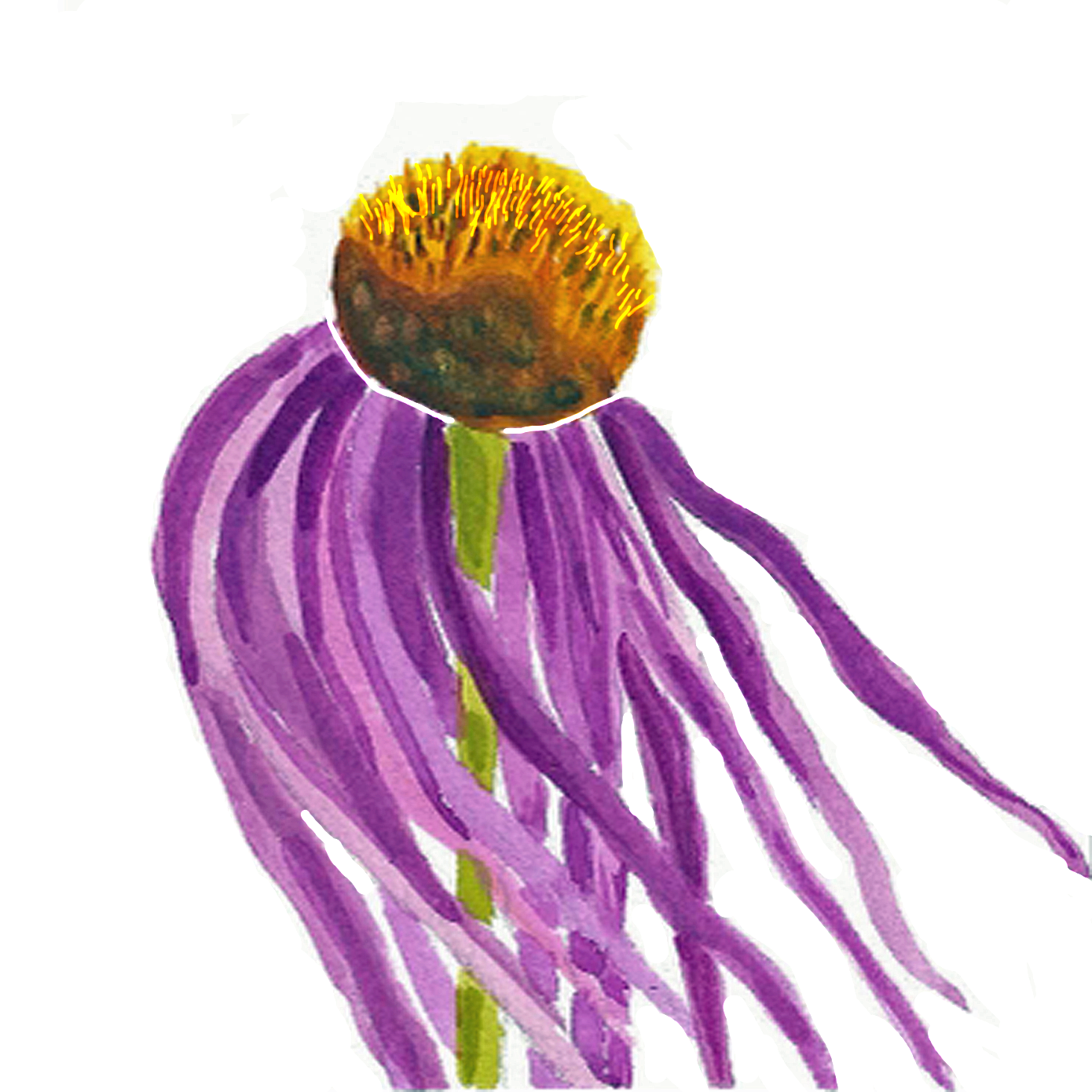 Purple Coneflower, 5" x 5"