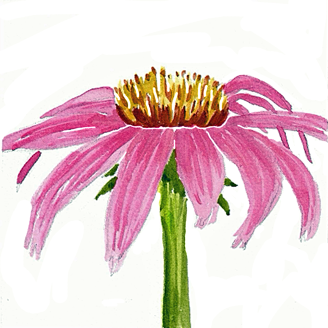 Purple Coneflower, 5" x 5"
