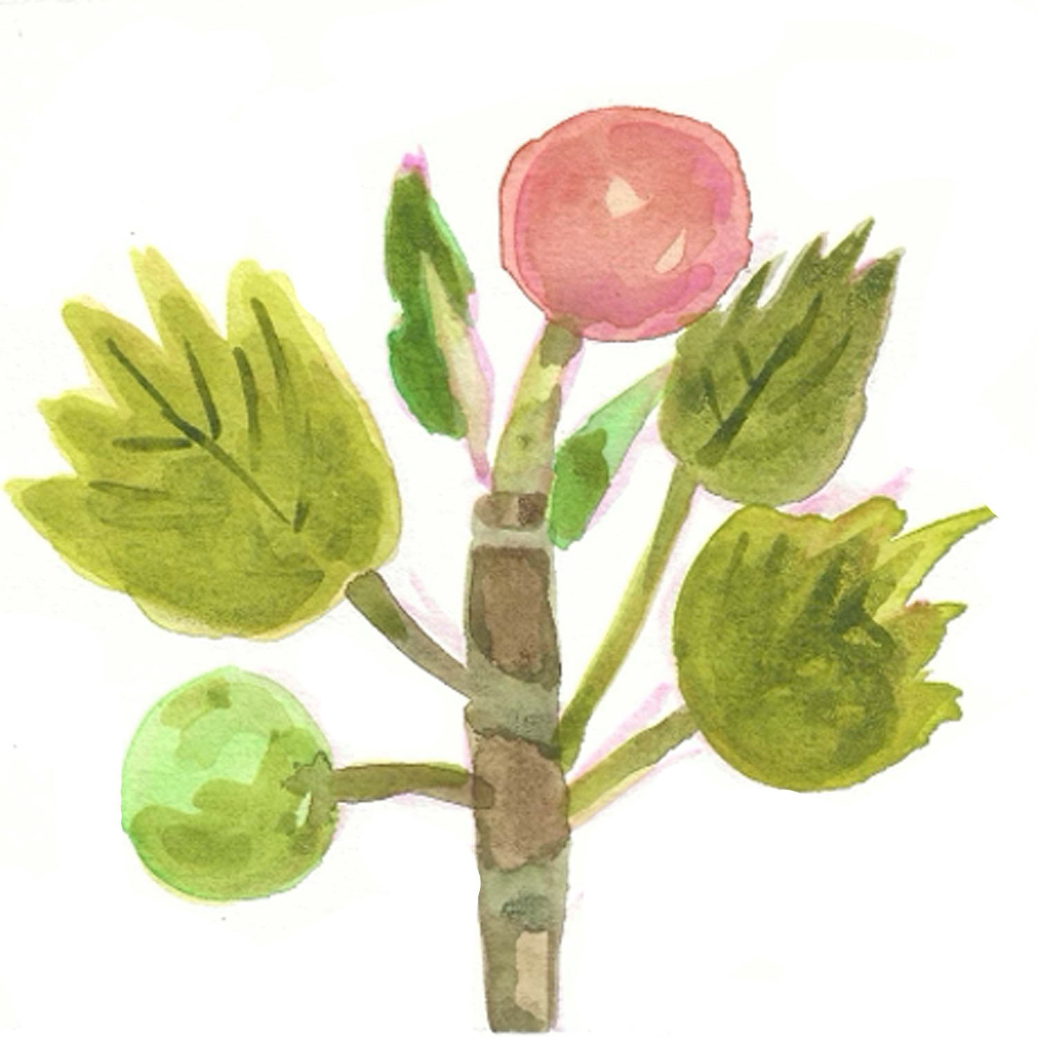 Sycamore Seed No. 2, 5 x 5"