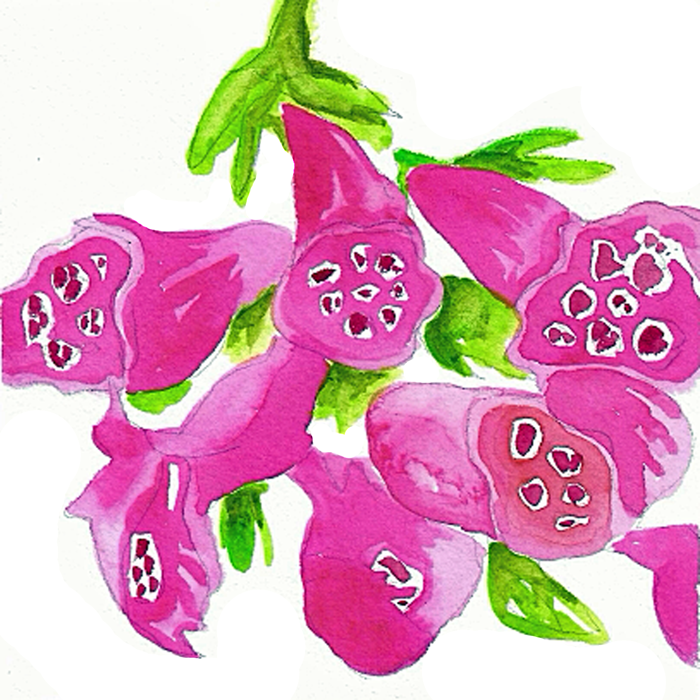 Foxglove, 5" x 5"