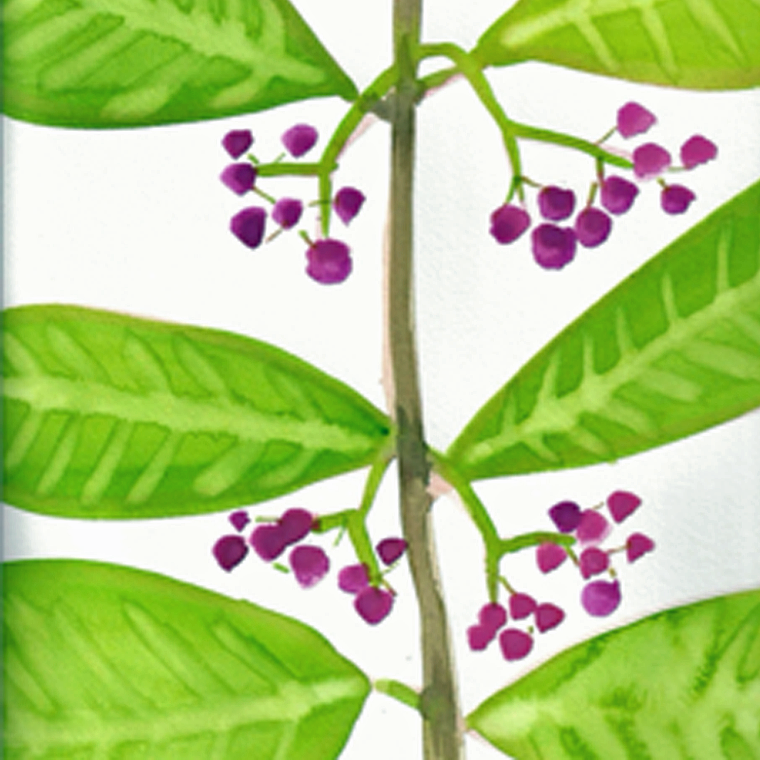 red berries.png