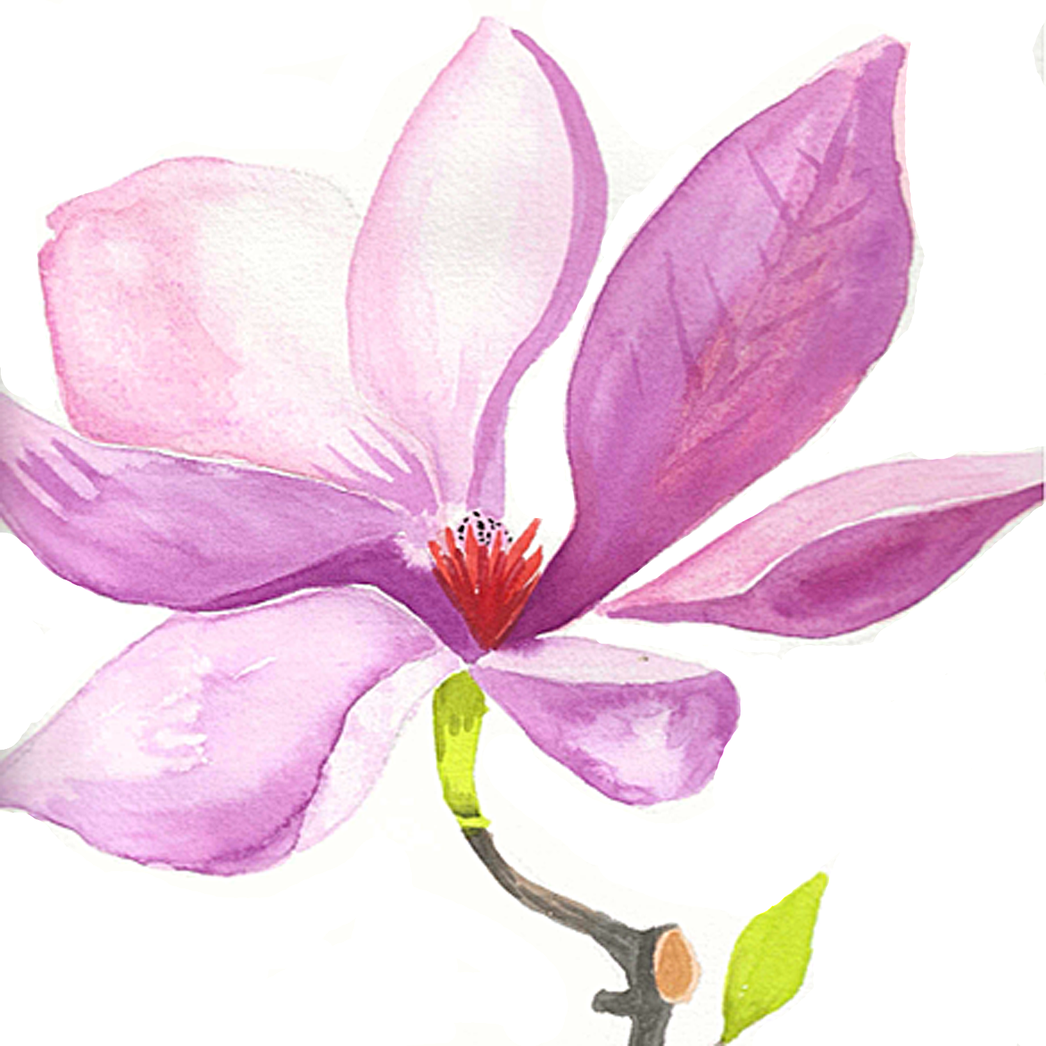 Pink Magnolia, 5 x 5"