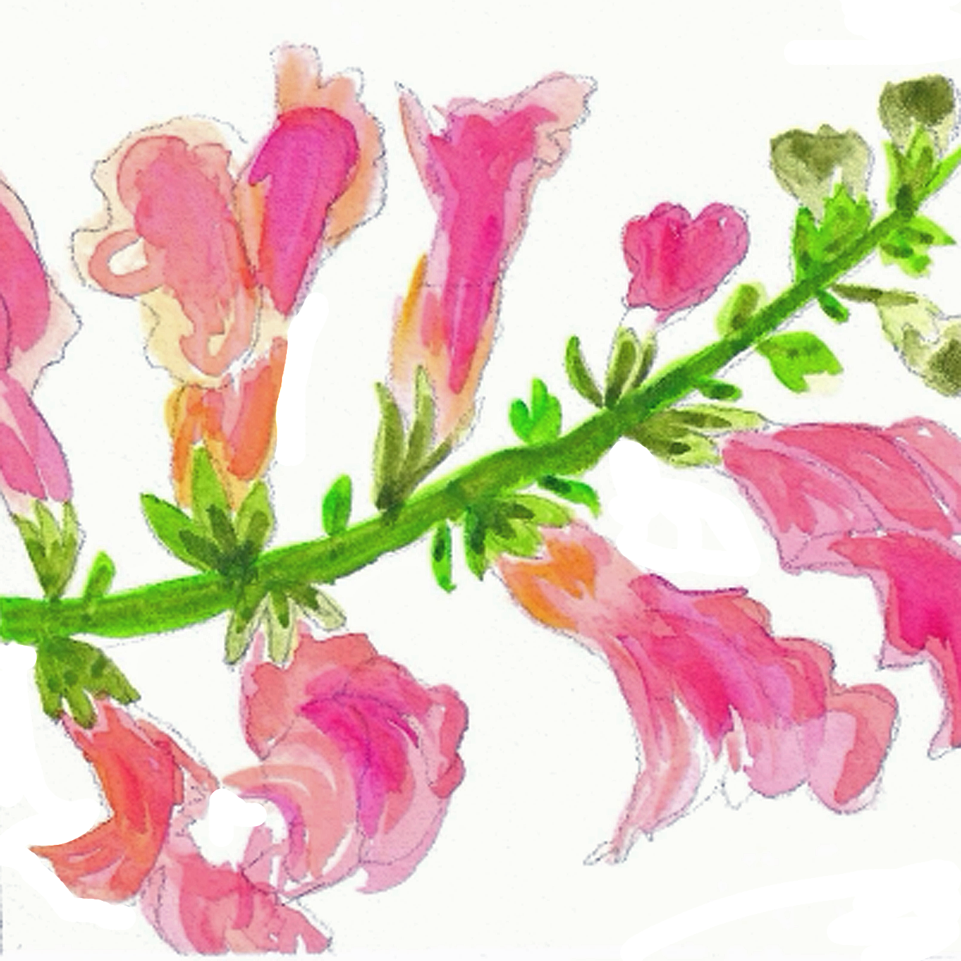 snapdragon.png